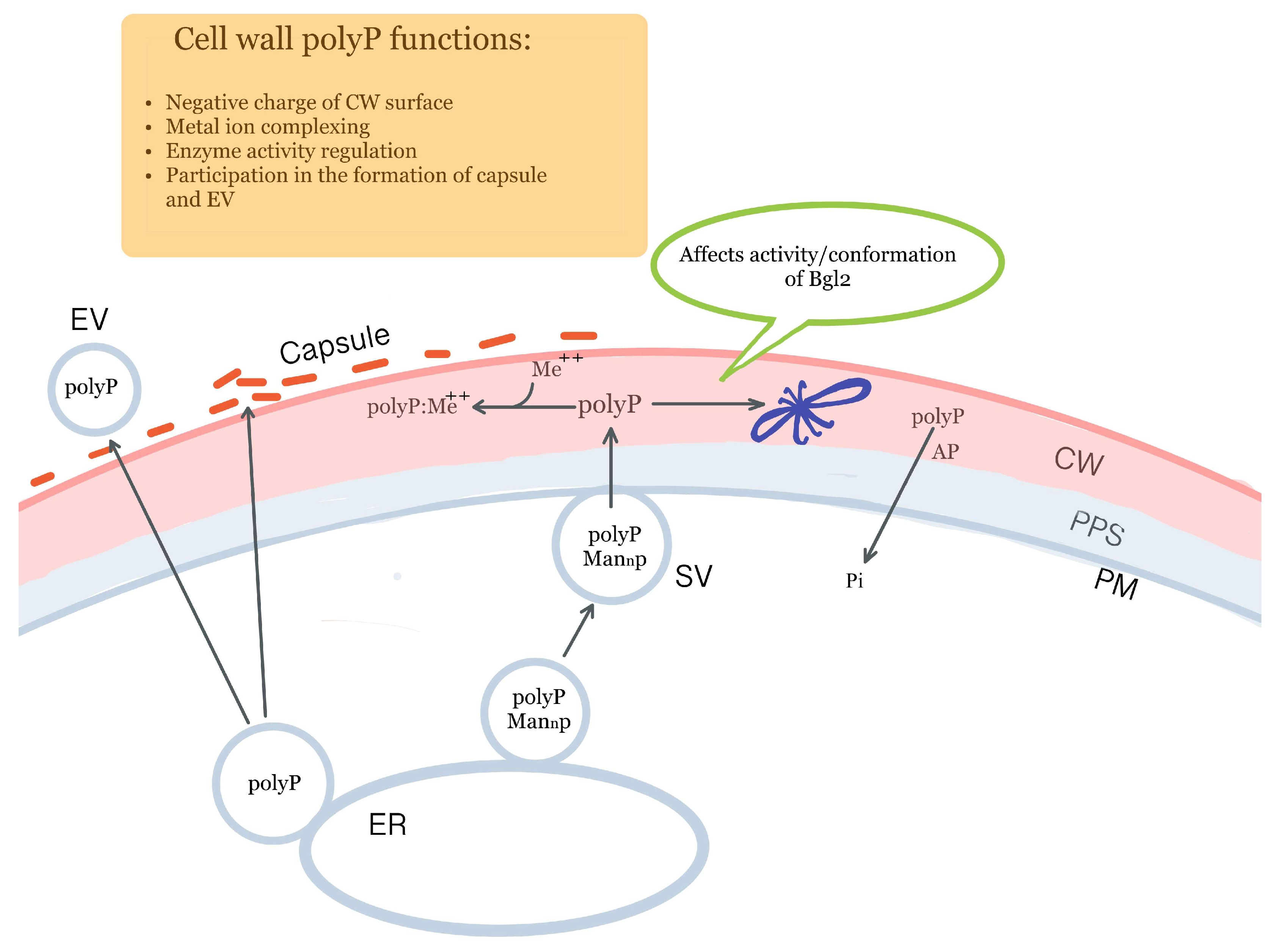 Ijms 25 02496 g001 Ijms 25 02496 g001
