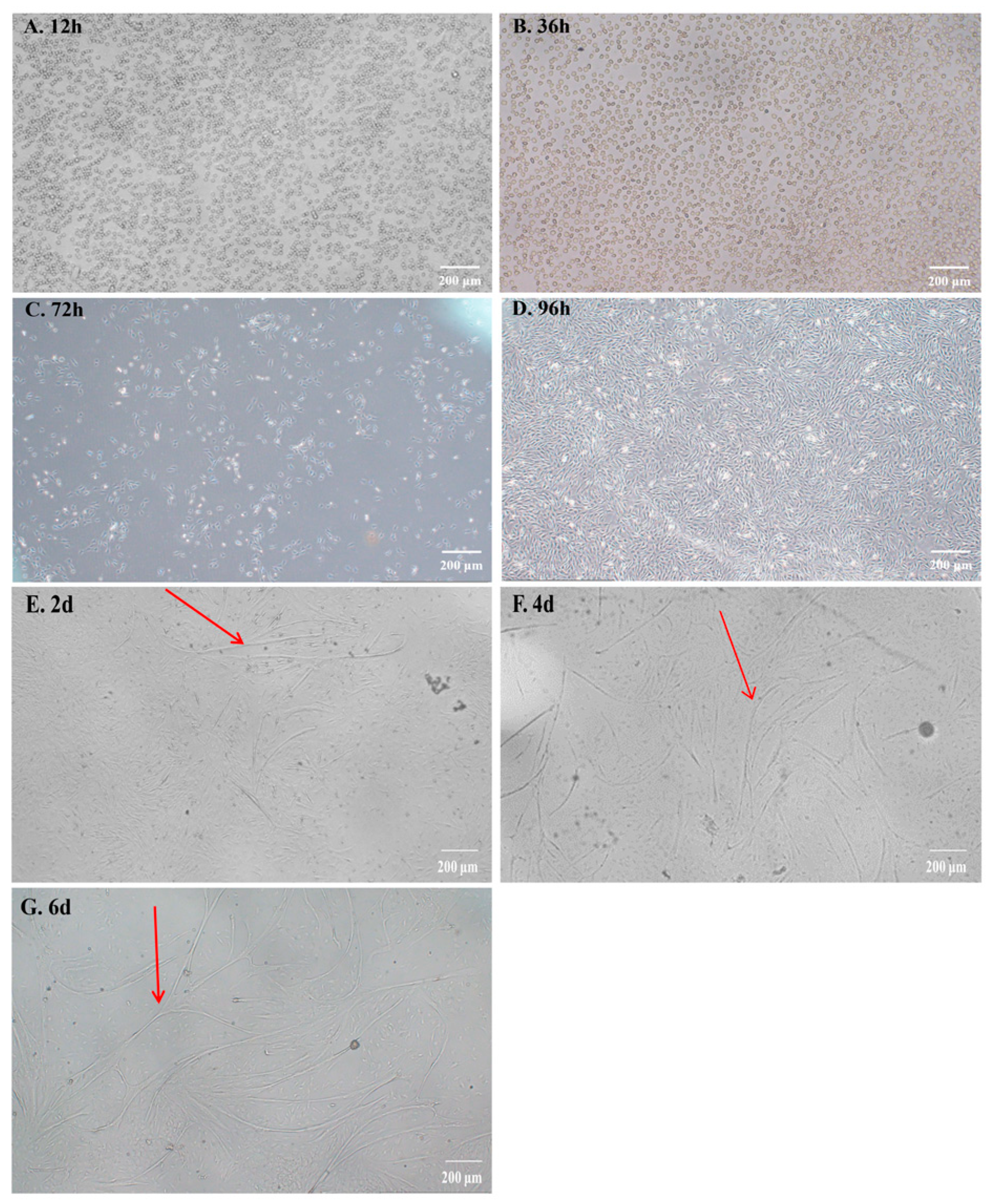 Ijms 25 02506 g001