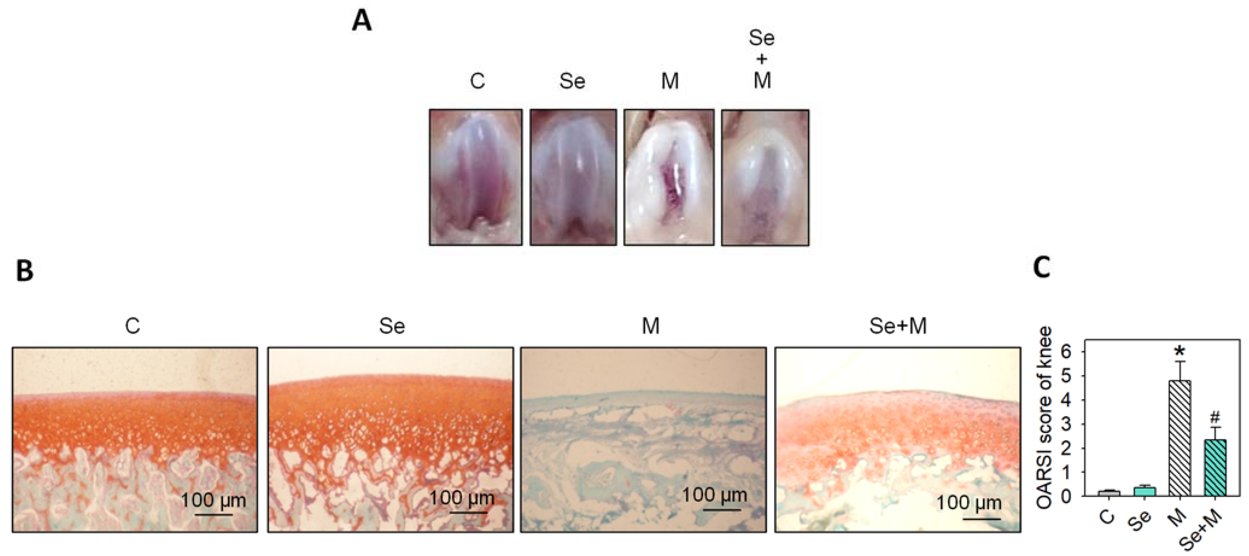 Ijms 25 02511 g008 Ijms 25 02511 g008