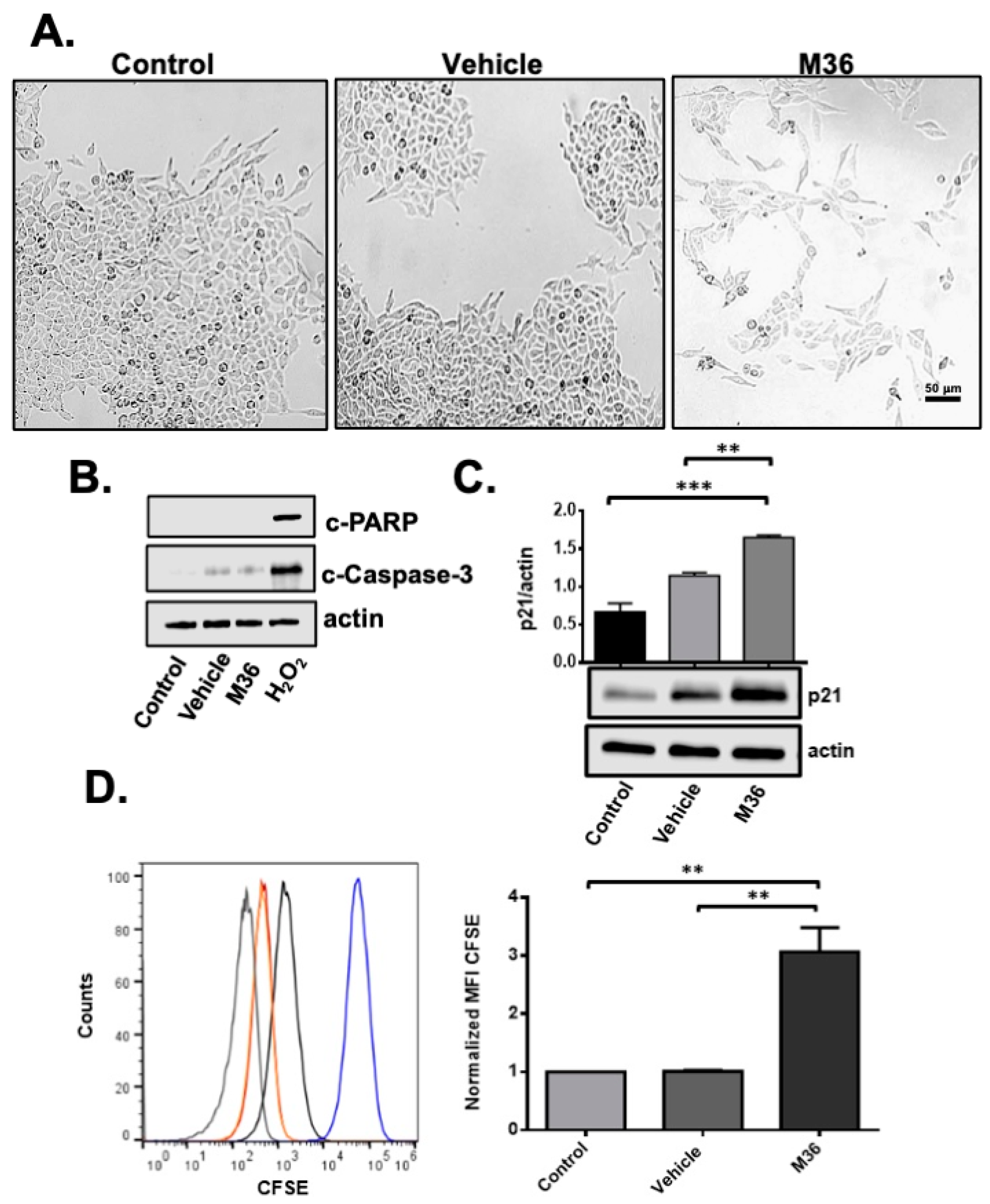 Ijms 25 02712 g003 Ijms 25 02712 g003