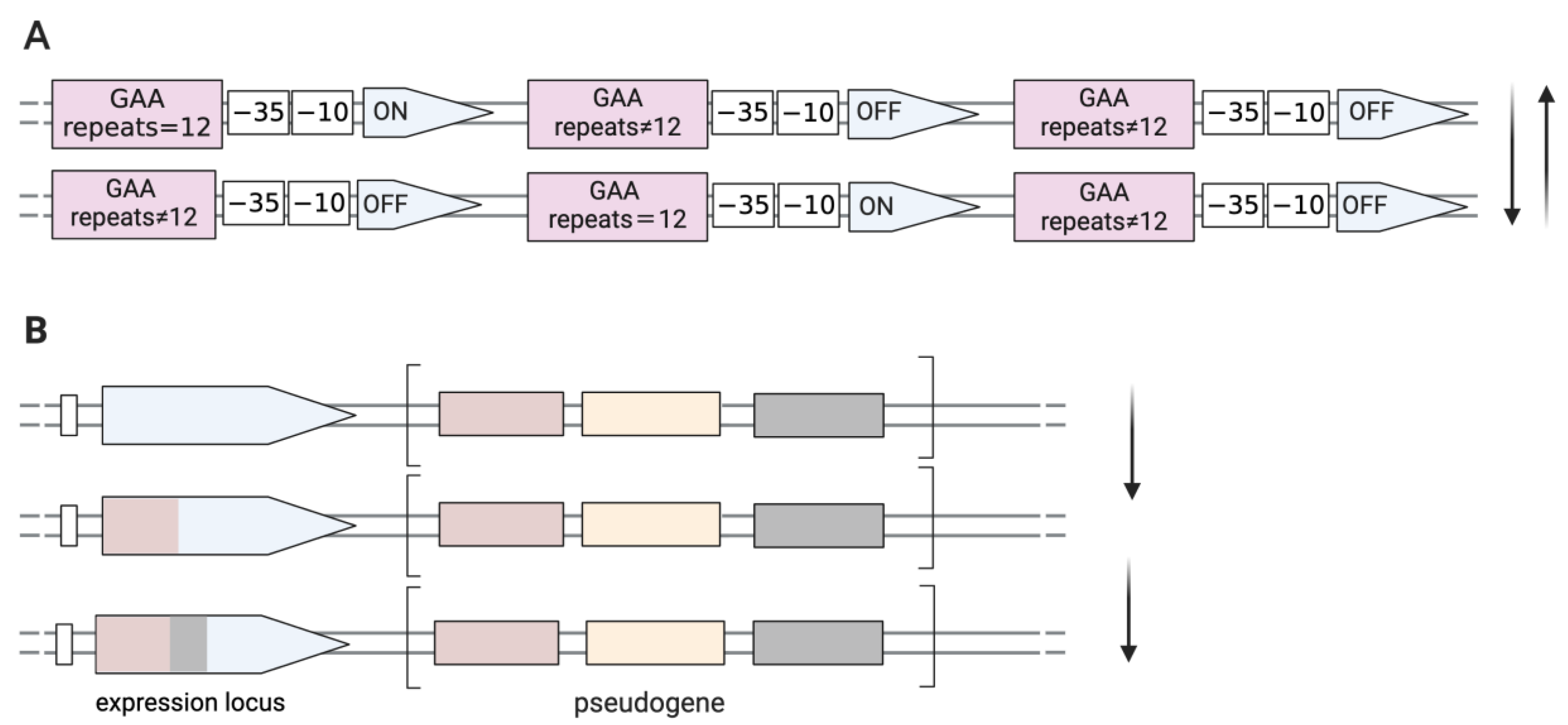 Ijms 25 02824 g001 Ijms 25 02824 g001