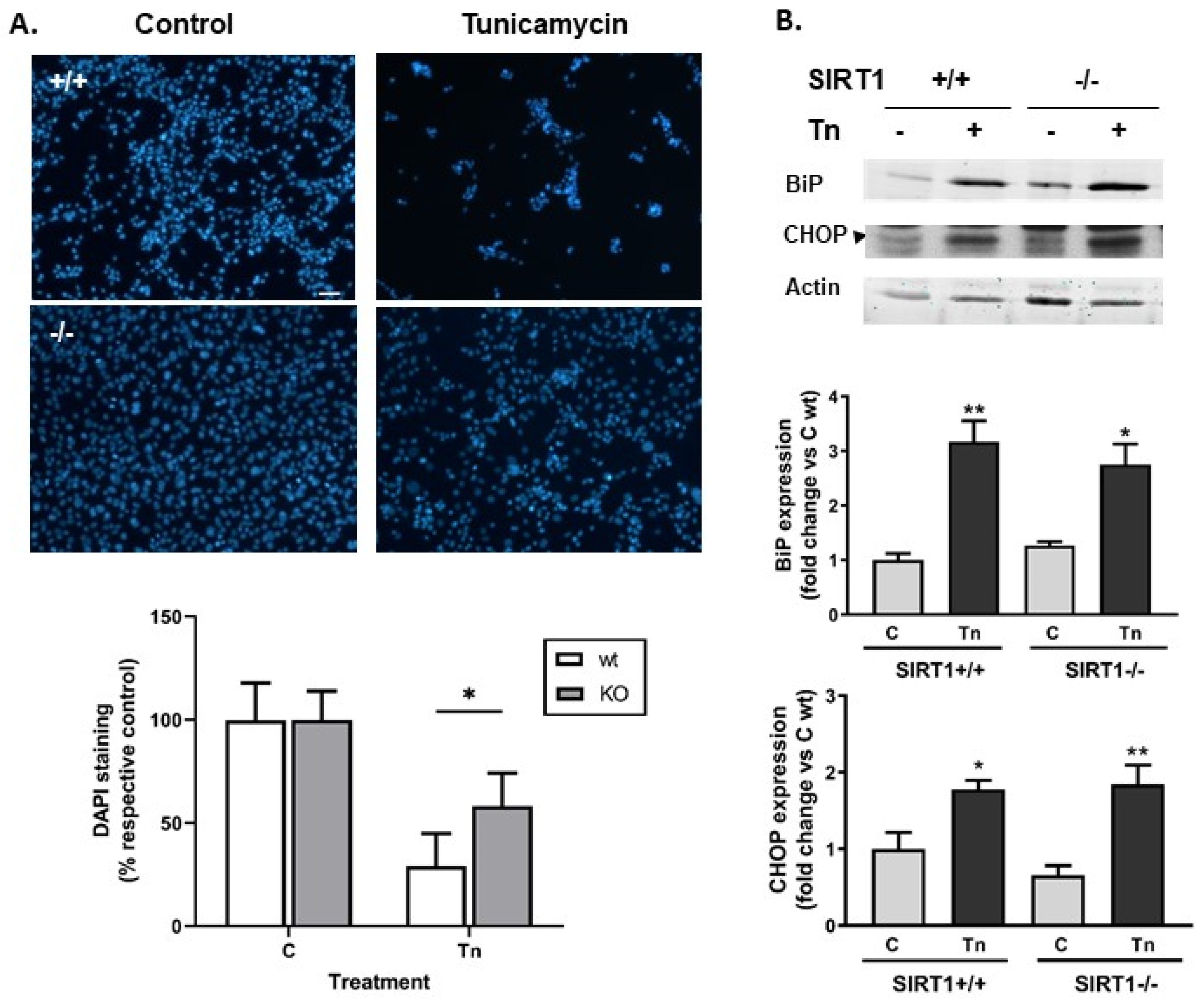 Ijms 25 02856 g001 Ijms 25 02856 g001