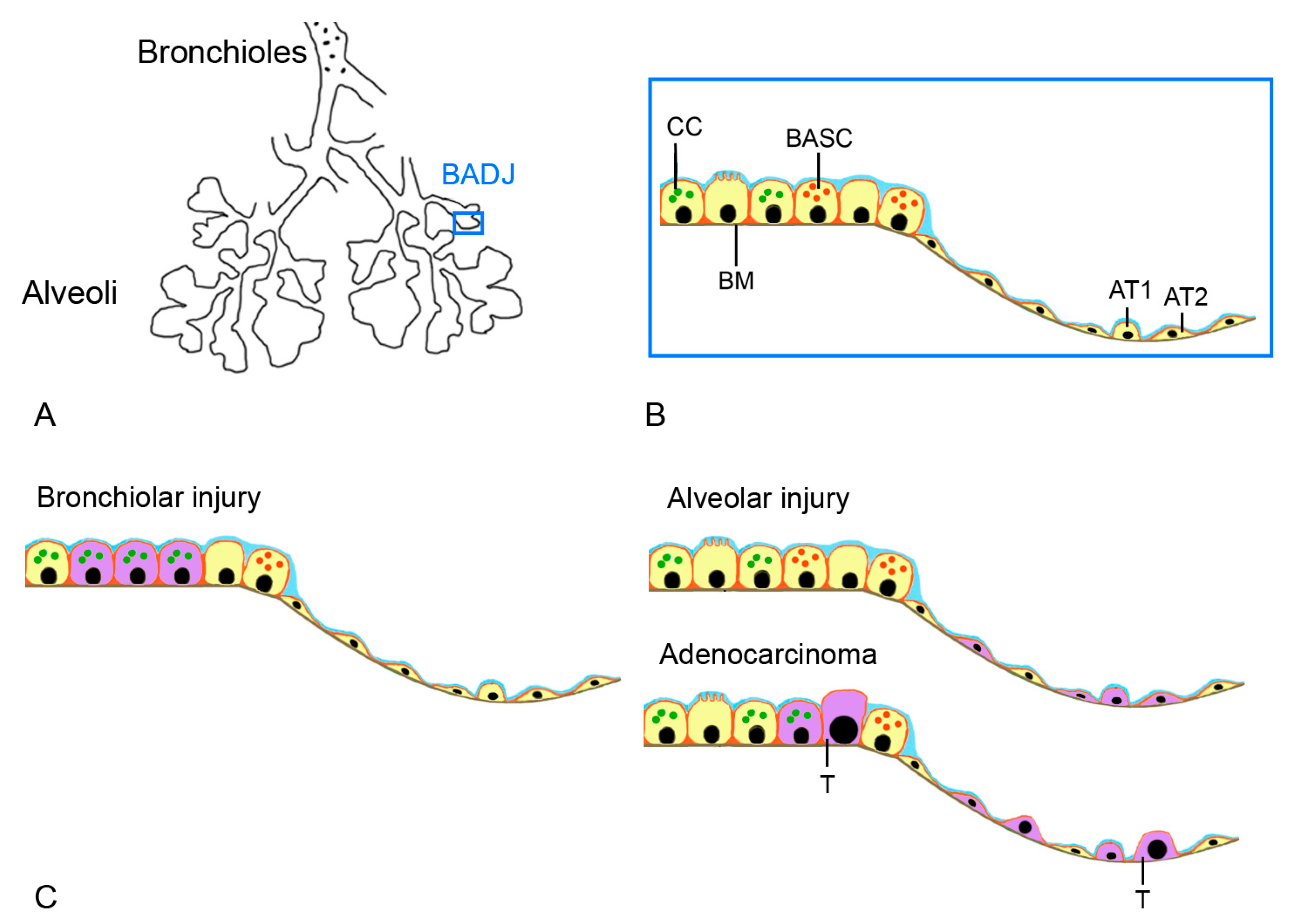 Ijms 25 02903 g003 Ijms 25 02903 g003