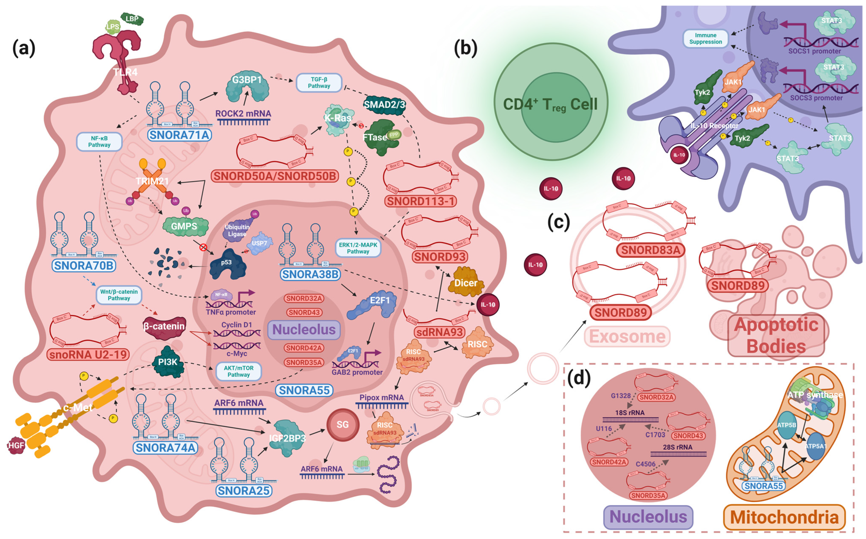 Ijms 25 02923 g004 Ijms 25 02923 g004