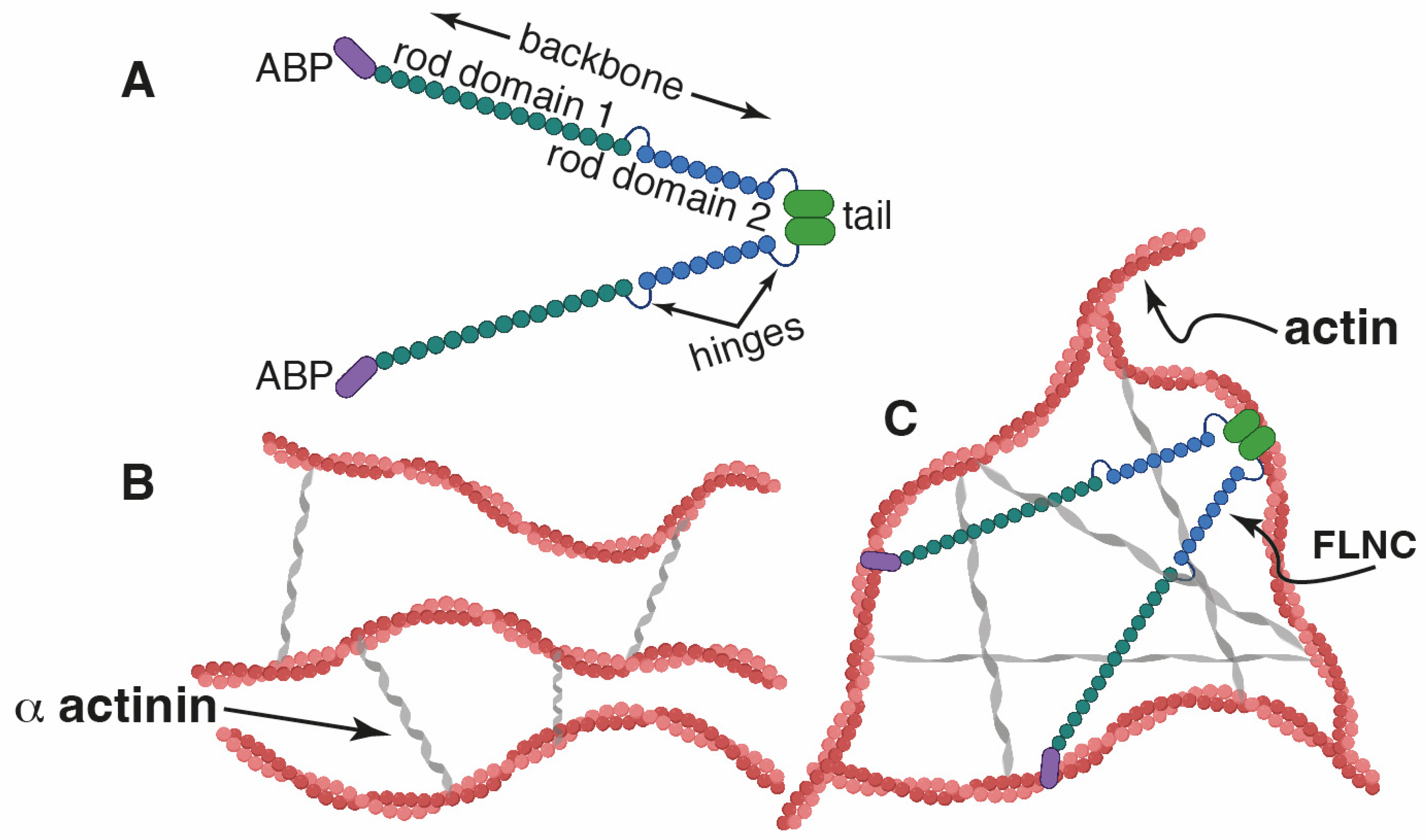 Ijms 25 02942 g001 Ijms 25 02942 g001