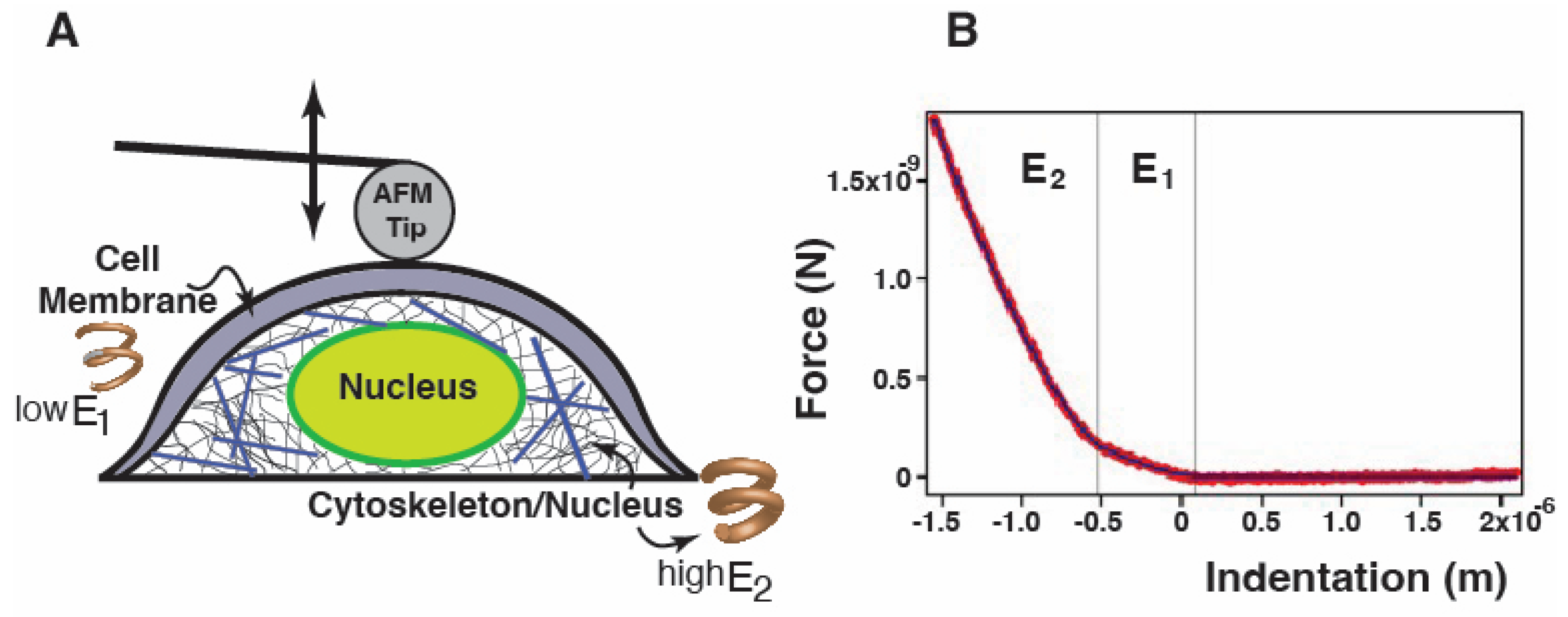 Ijms 25 02942 g002 Ijms 25 02942 g002