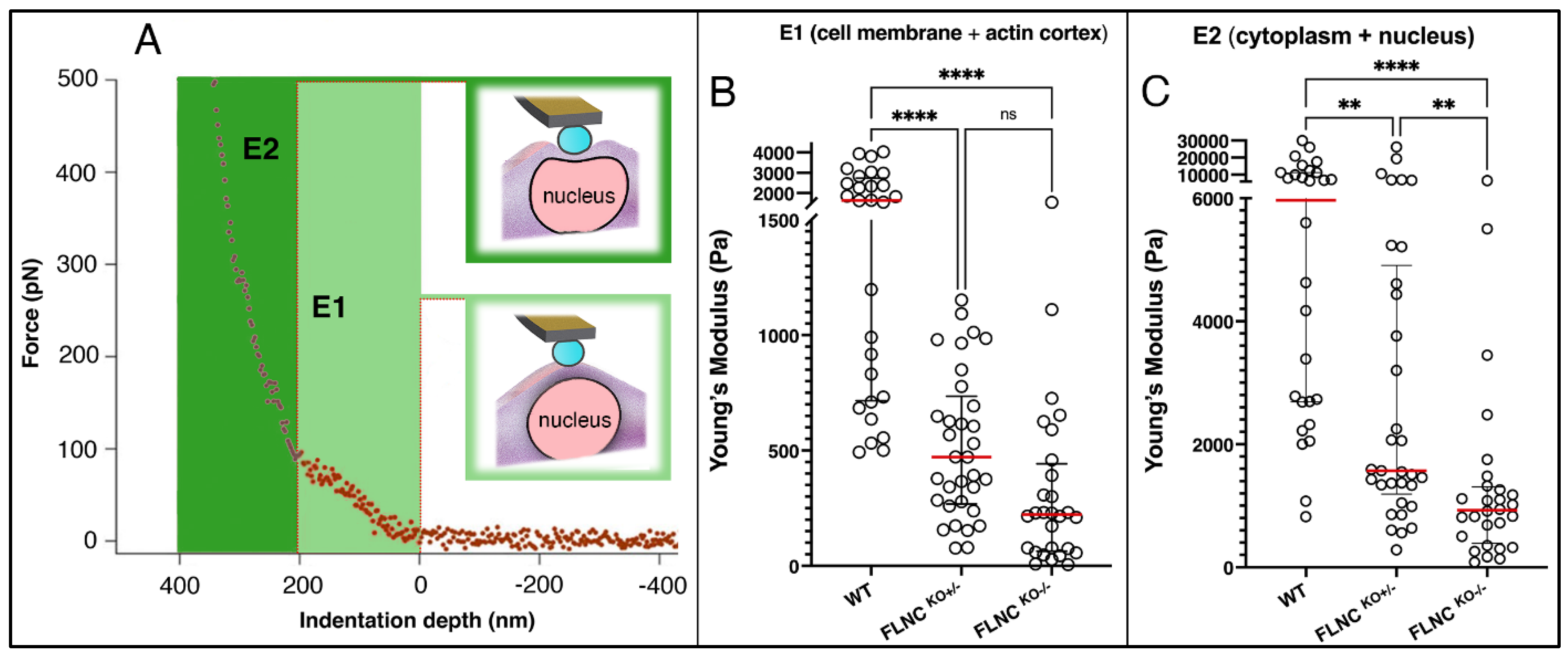 Ijms 25 02942 g003 Ijms 25 02942 g003
