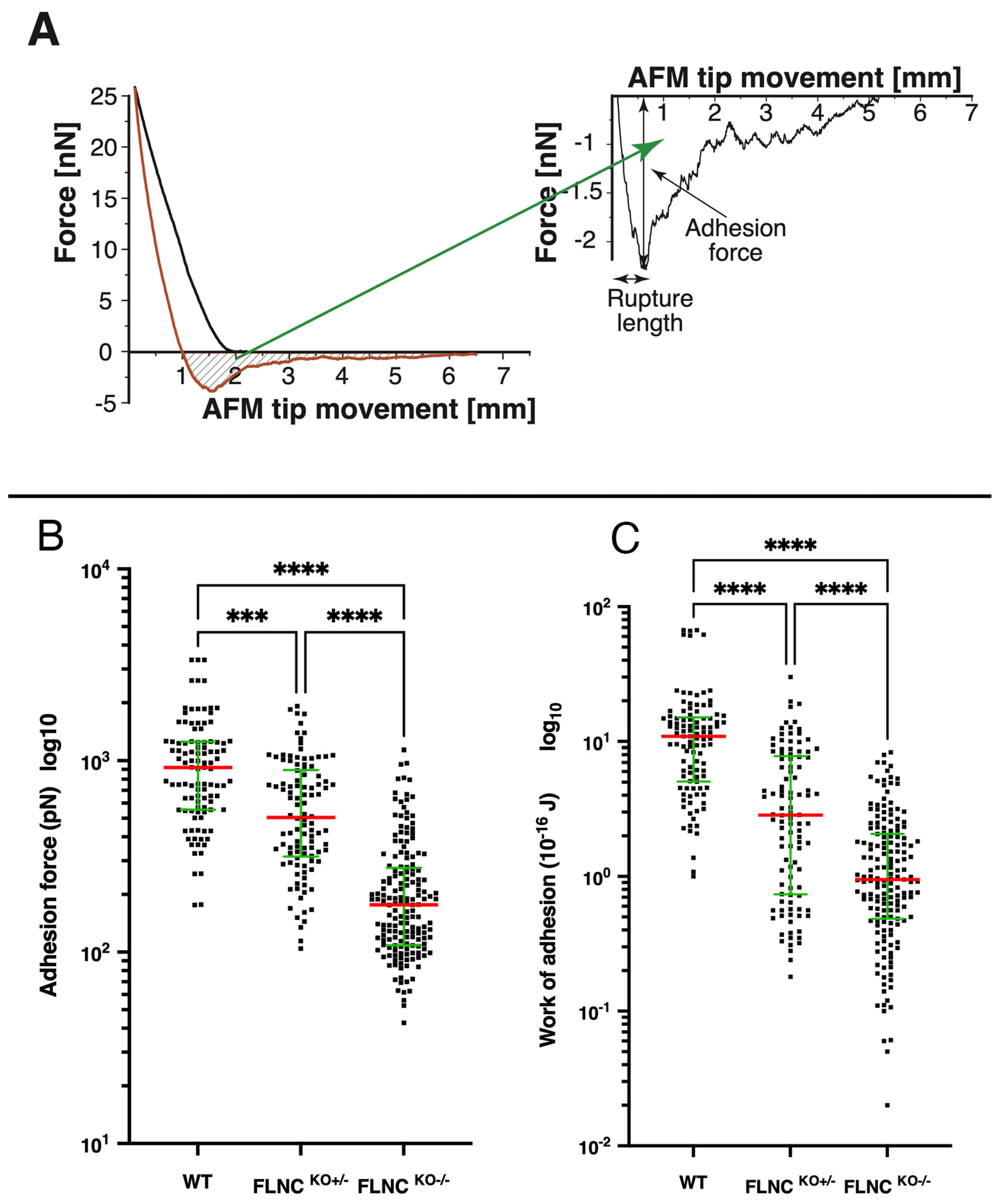 Ijms 25 02942 g004 Ijms 25 02942 g004