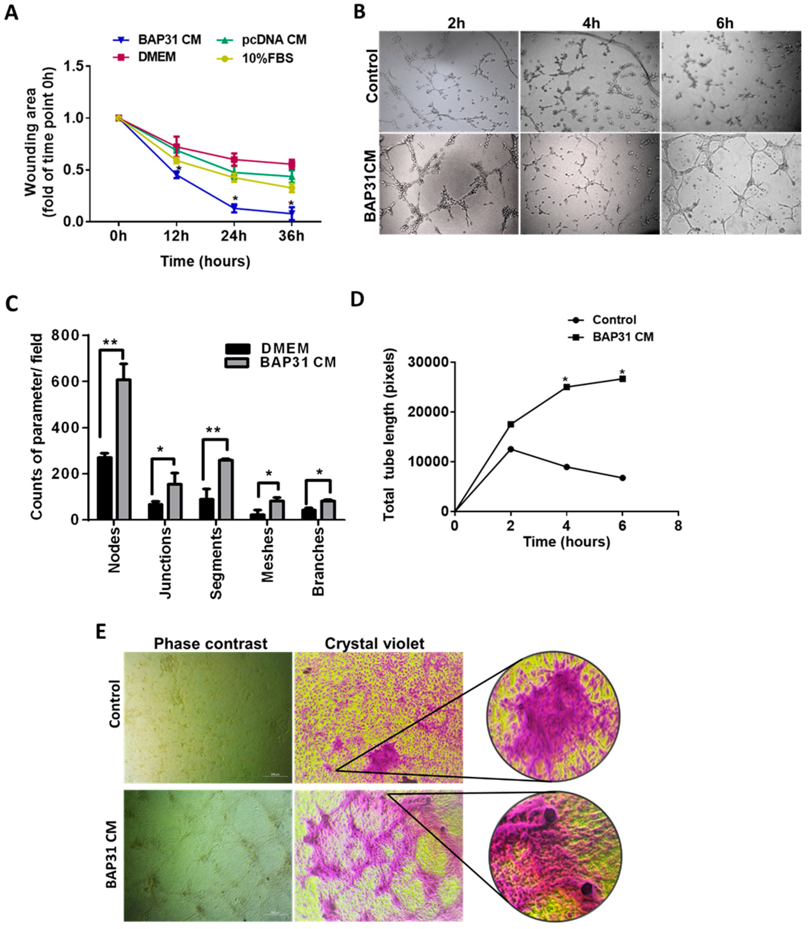 Ijms 25 02946 g001 Ijms 25 02946 g001