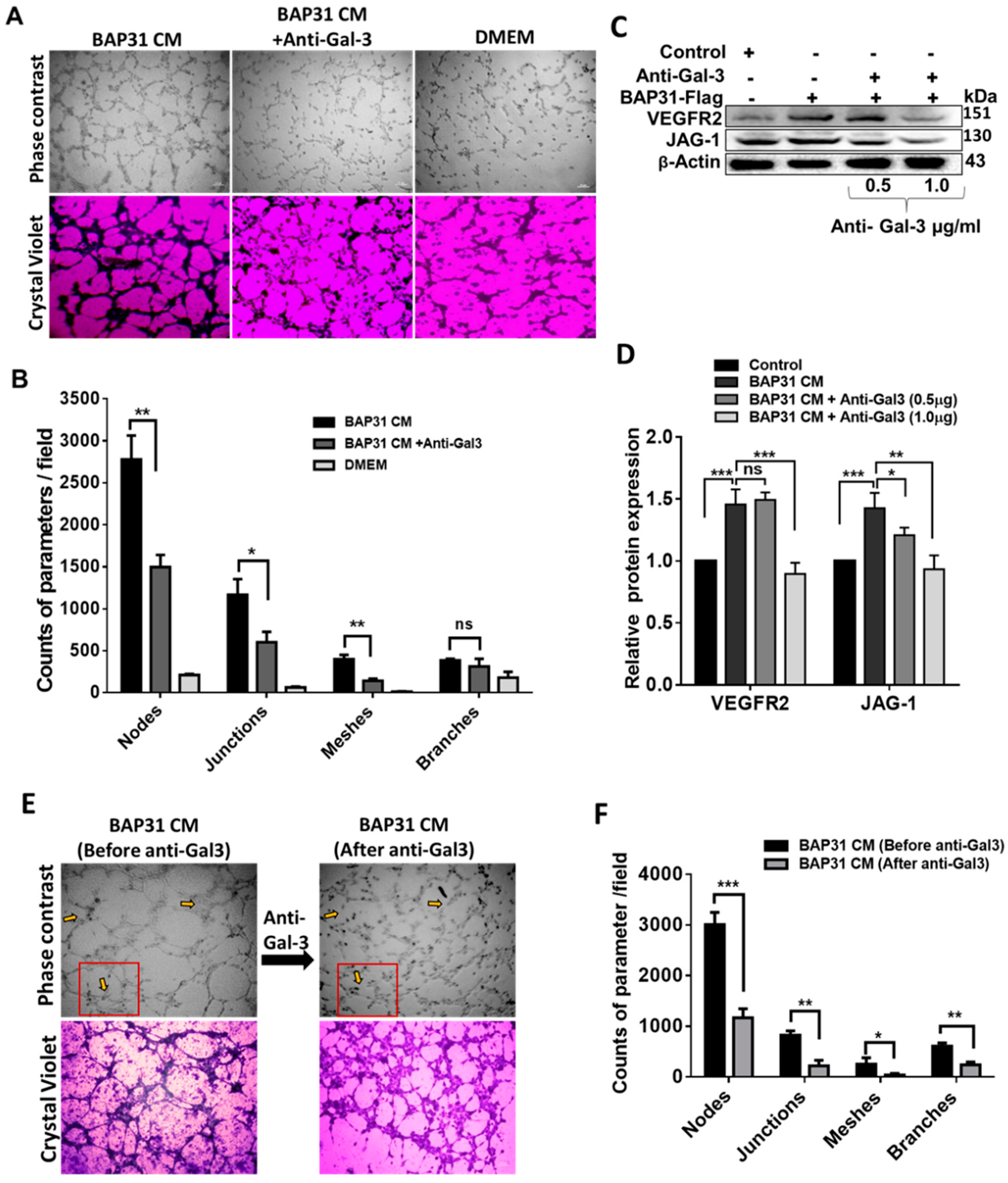 Ijms 25 02946 g005 Ijms 25 02946 g005