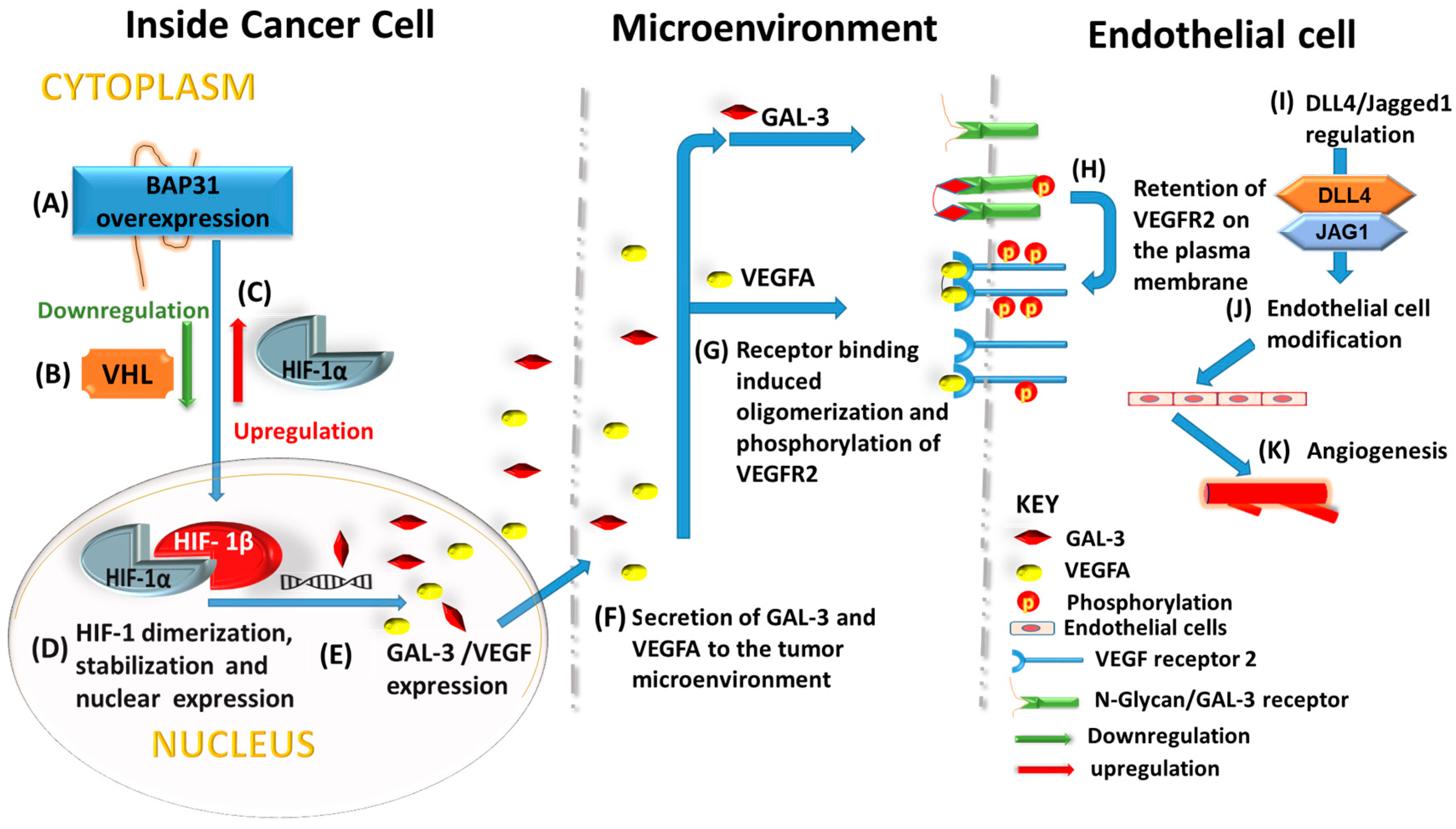 Ijms 25 02946 g006 Ijms 25 02946 g006