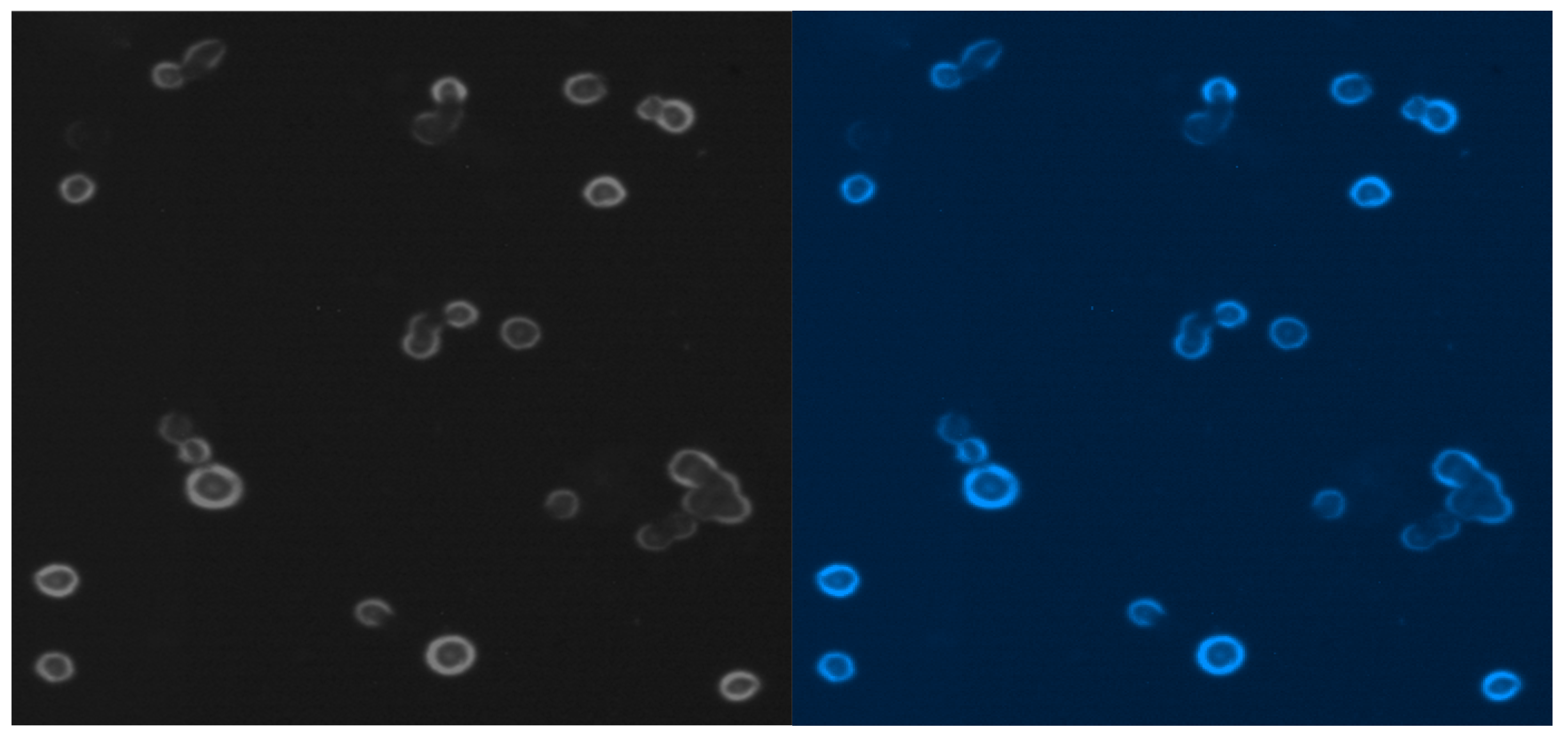 Ijms 25 03009 g009 Ijms 25 03009 g009