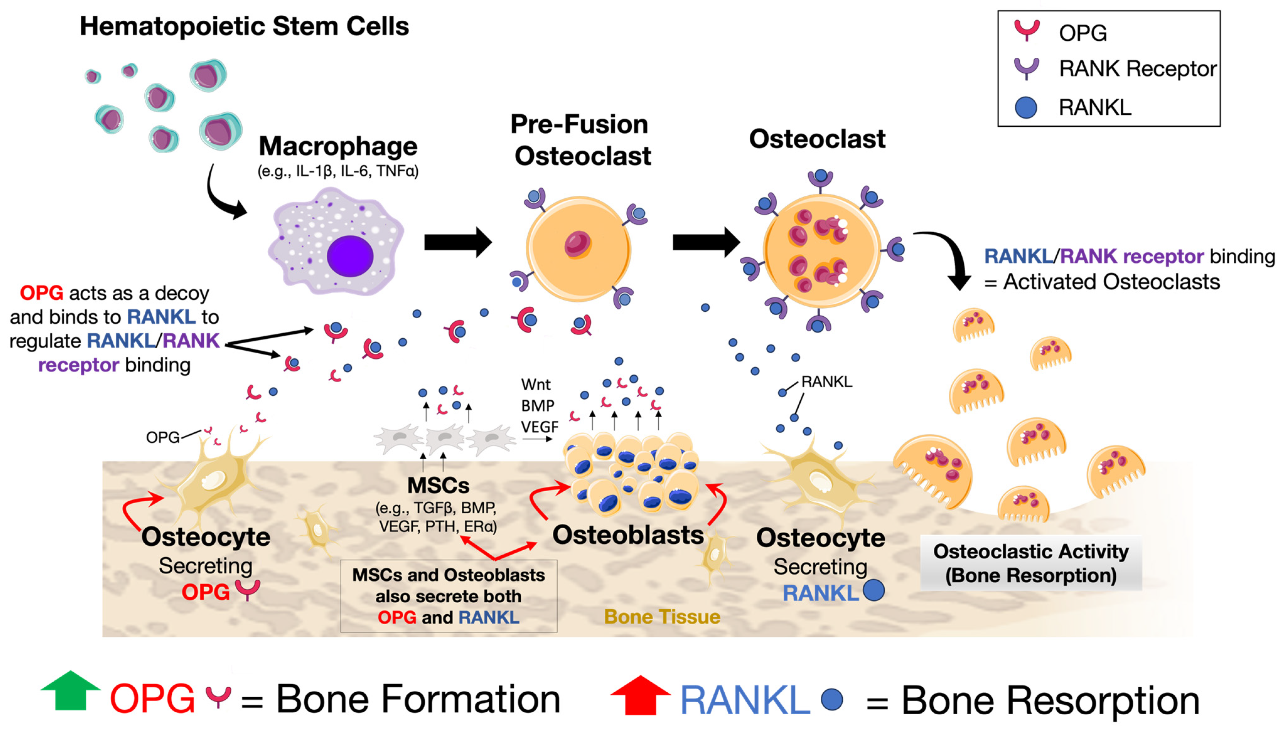 Ijms 25 03024 g002 Ijms 25 03024 g002