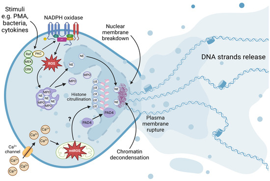 IJMS | Free Full-Text | Neutrophil Extracellular DNA Traps in 