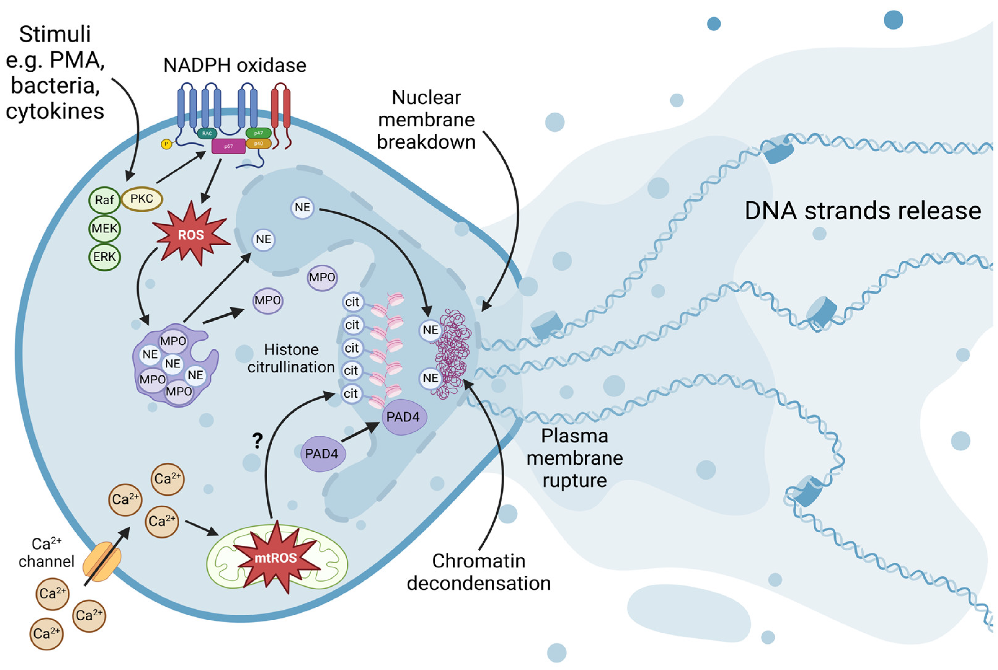 Ijms 25 03025 g001 Ijms 25 03025 g001
