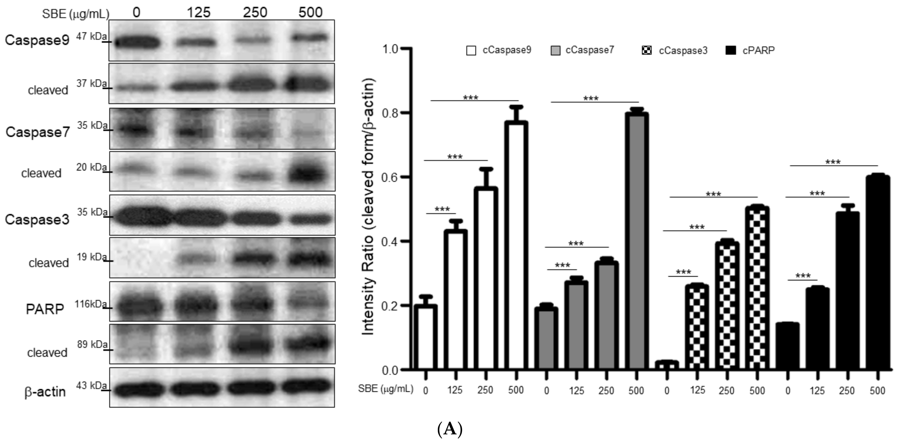 Ijms 25 03073 g002a Ijms 25 03073 g002a