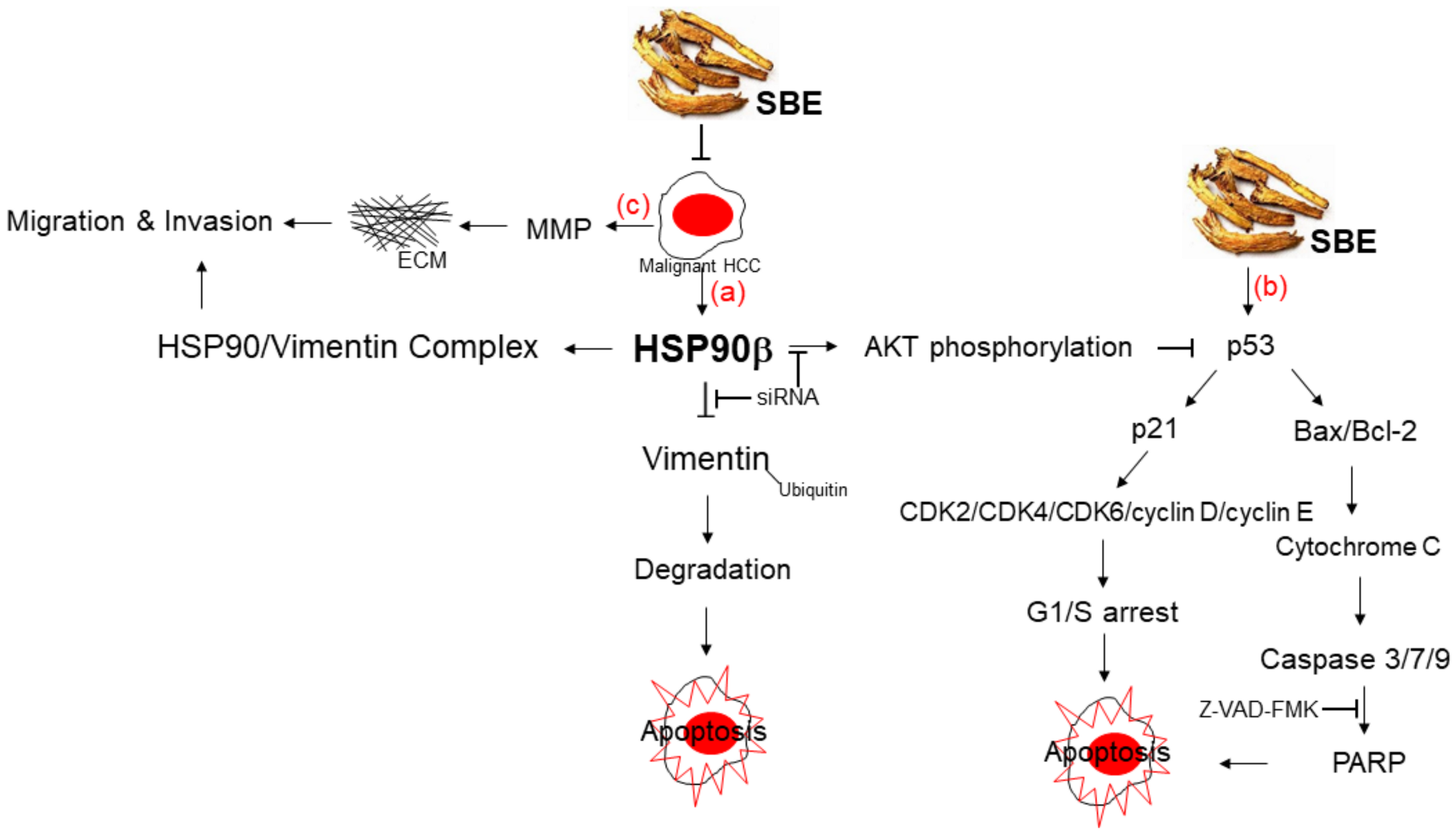 Ijms 25 03073 g007 Ijms 25 03073 g007