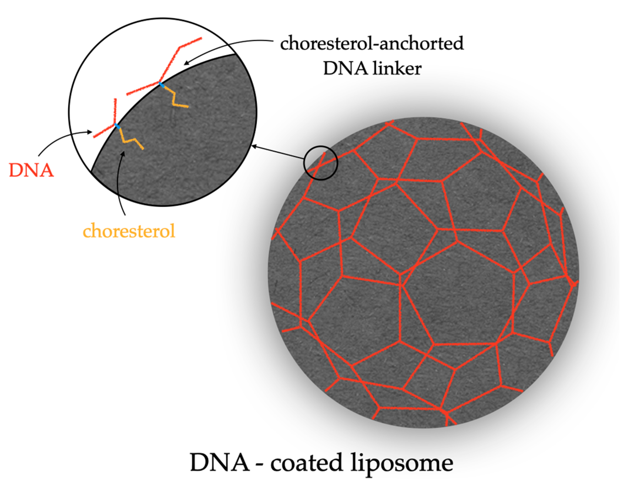 Ijms 25 03126 g006 Ijms 25 03126 g006