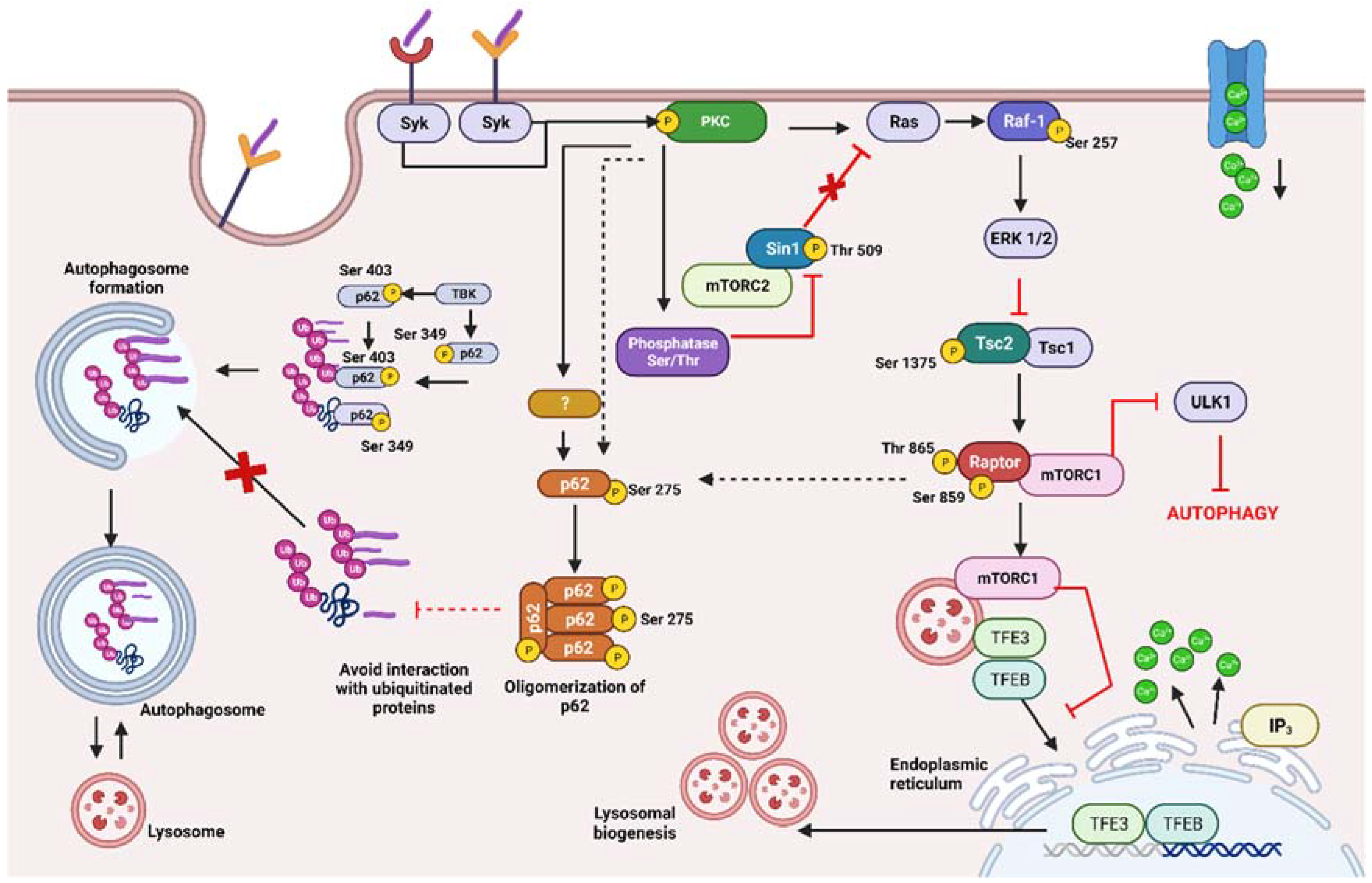 IJMS | Free Full-Text | Negative Regulation of Autophagy during 