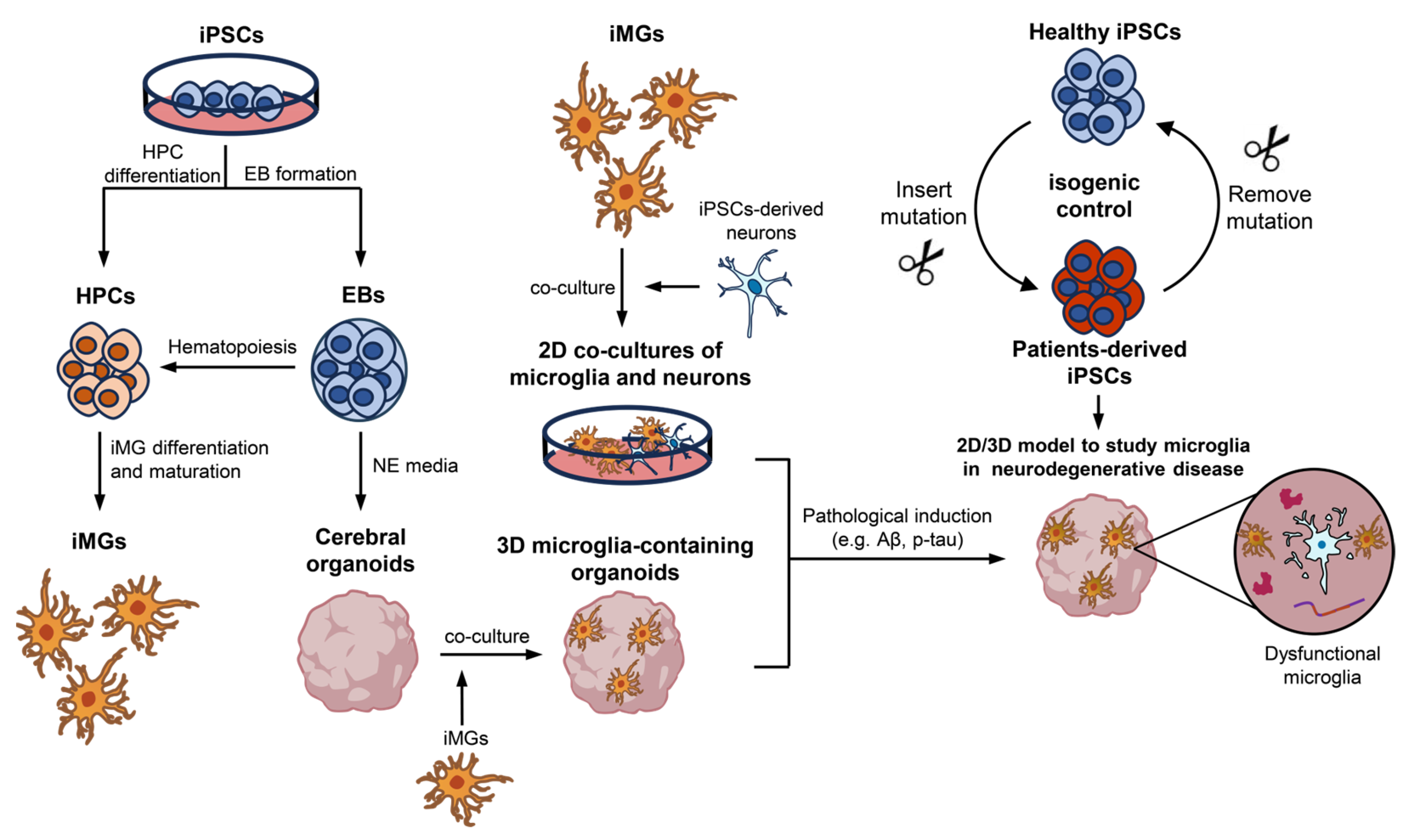 IJMS Free Full Text Integration of iPSC Derived Microglia into