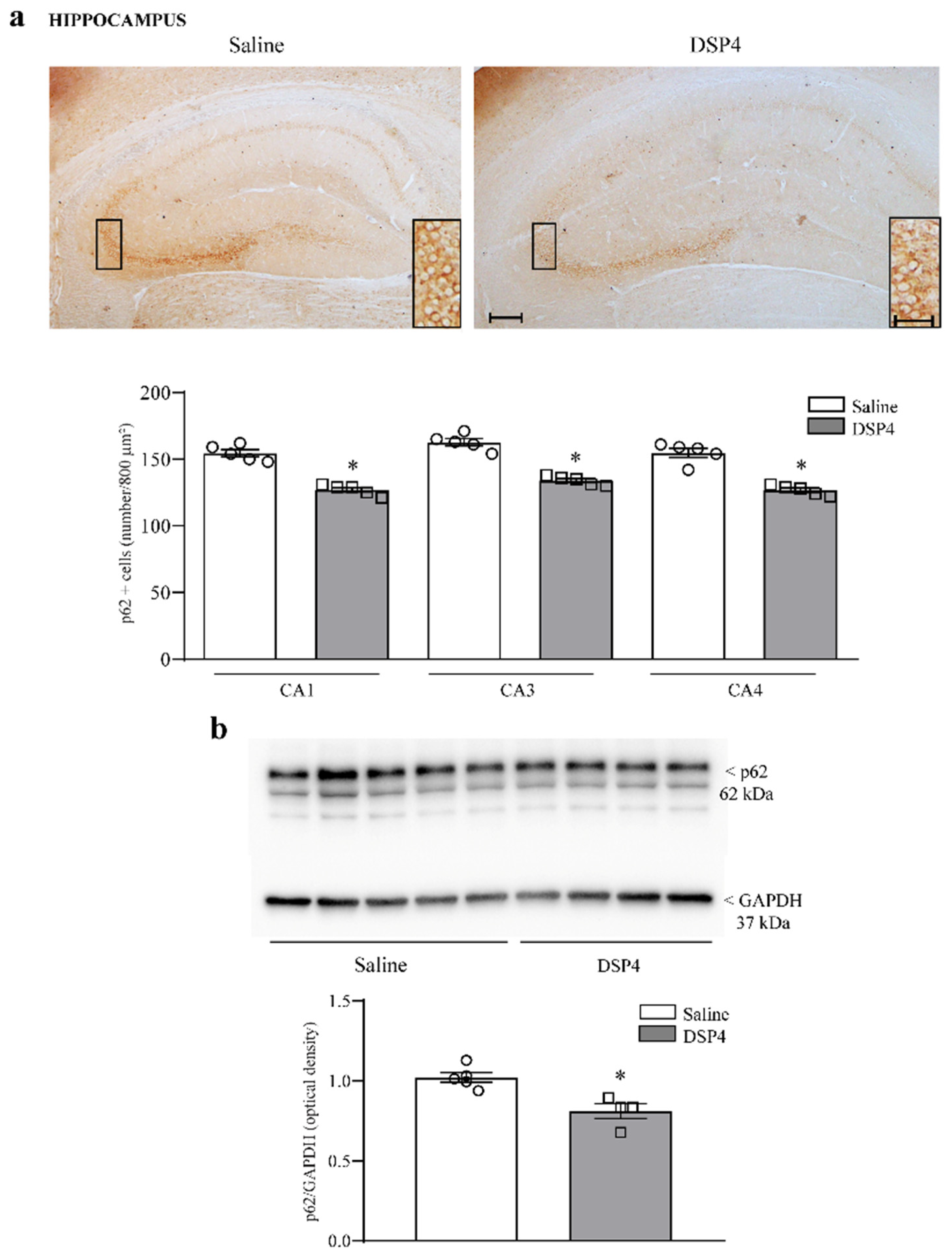Ijms 25 03159 g010 Ijms 25 03159 g010