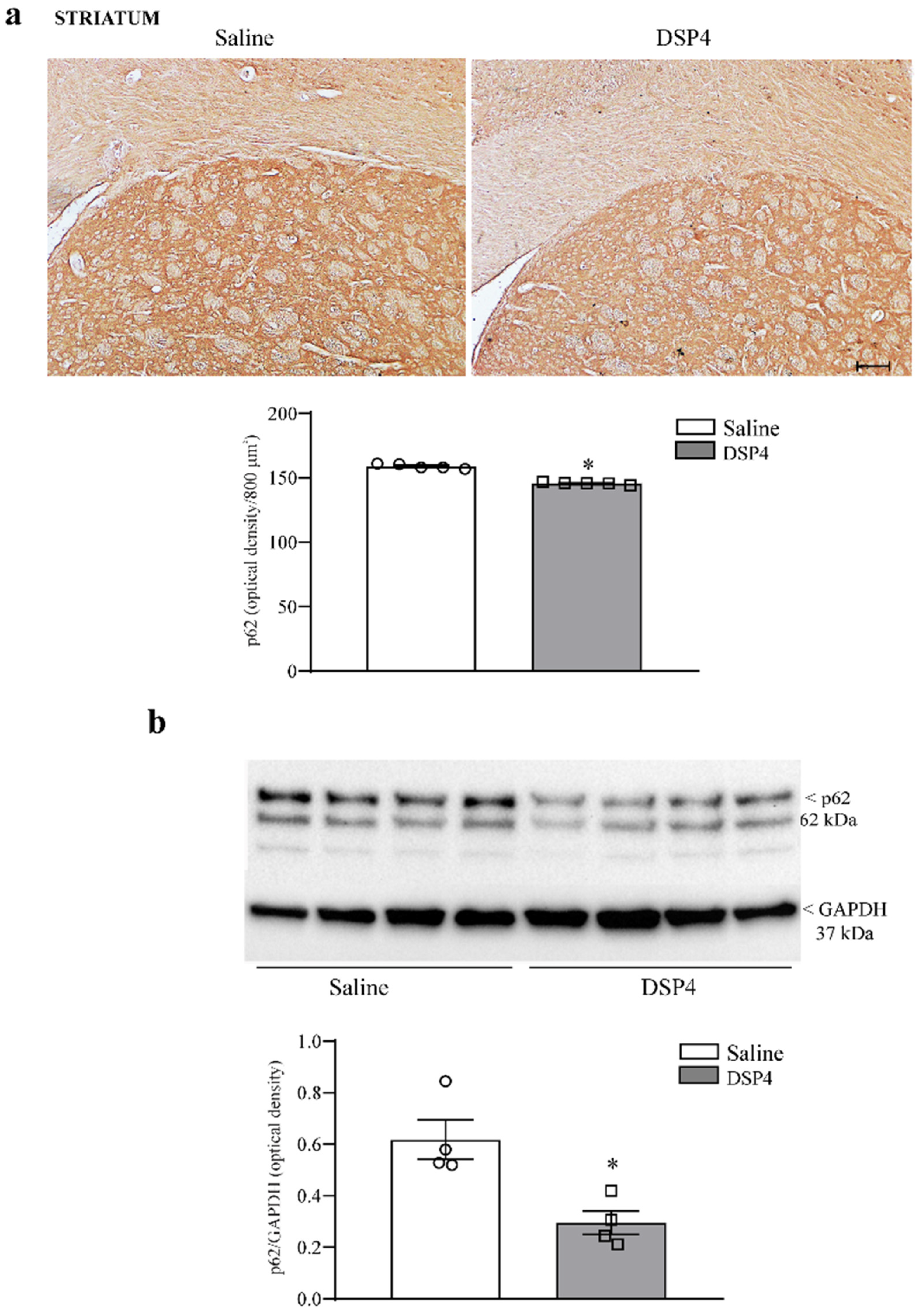 Ijms 25 03159 g012 Ijms 25 03159 g012