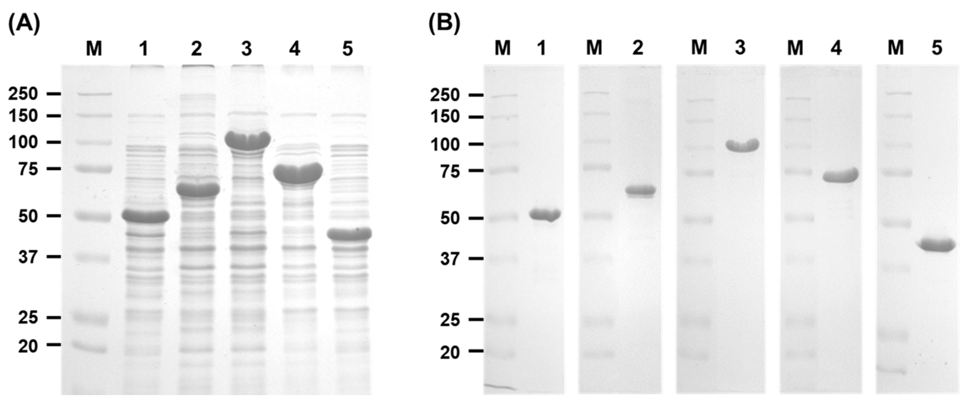 Ijms 25 03175 g004 Ijms 25 03175 g004