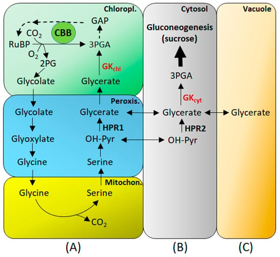 IJMS Free Full Text Multiple Roles of Glycerate Kinase mdash