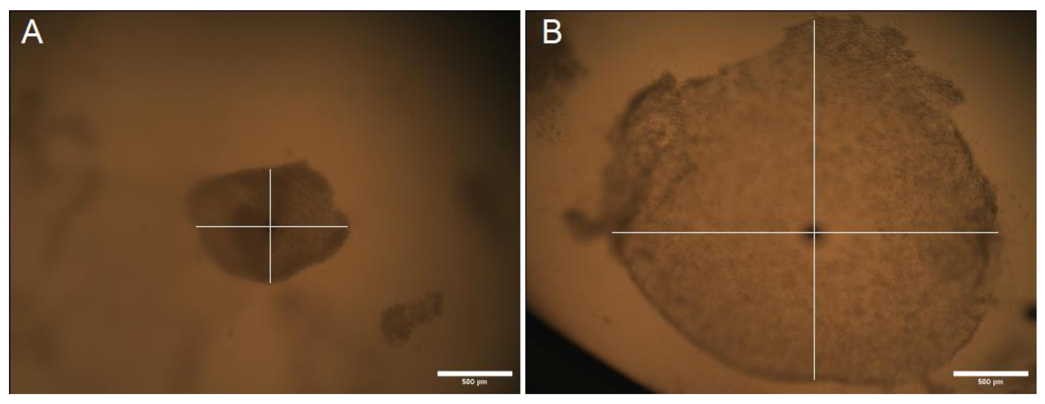 Ijms 25 03262 g003 Ijms 25 03262 g003