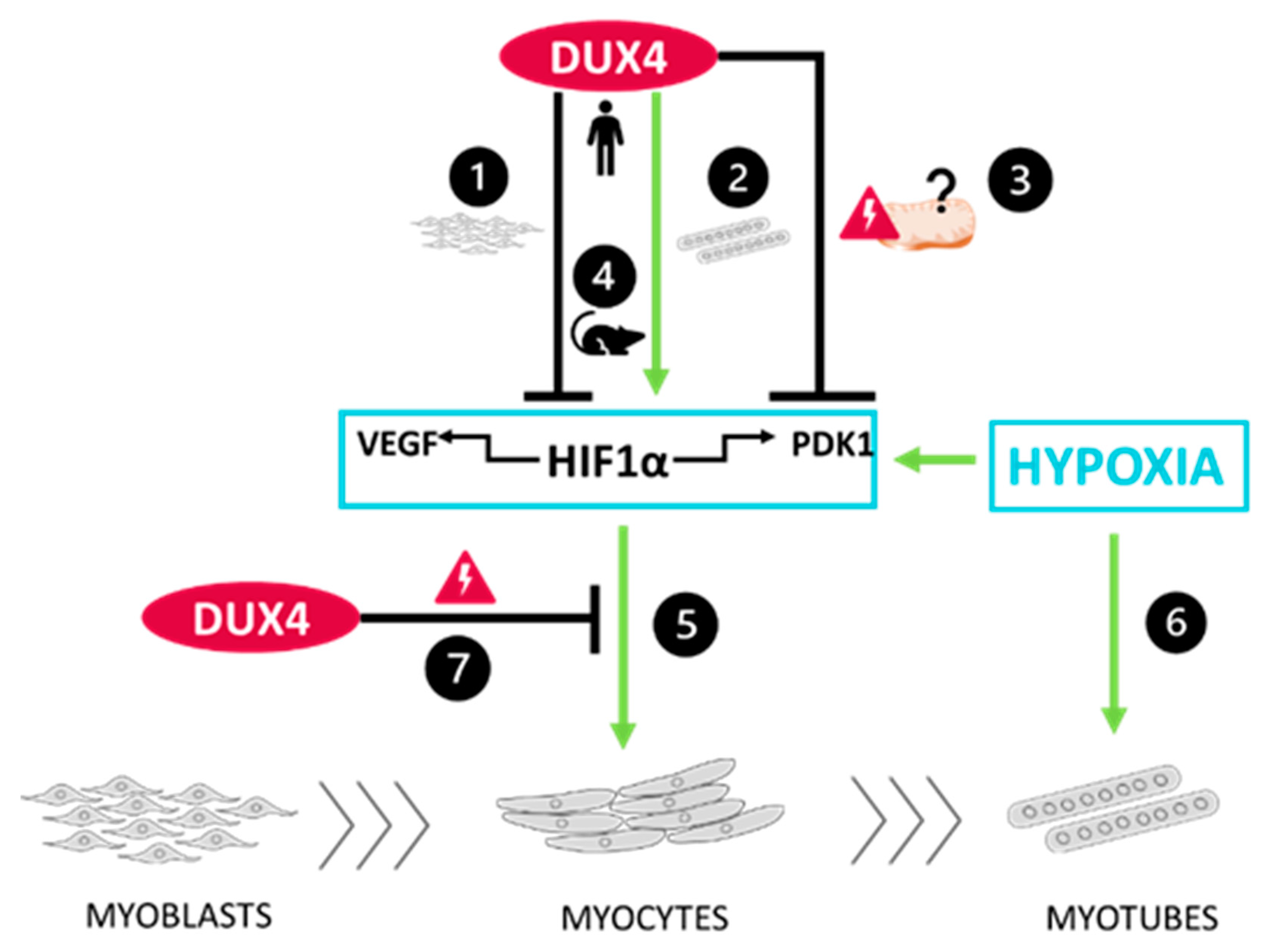 Ijms 25 03327 g006 Ijms 25 03327 g006