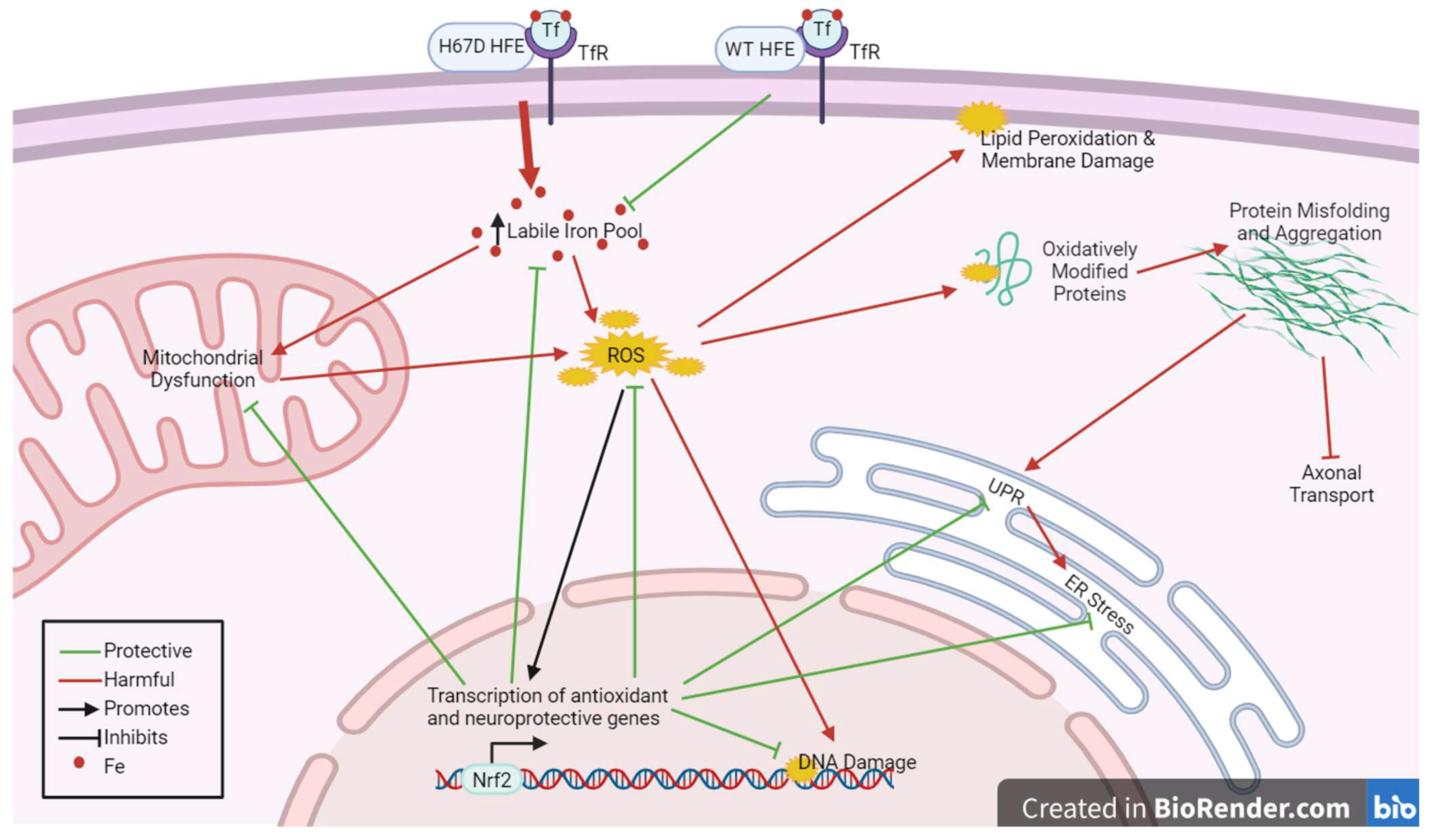 Ijms 25 03334 g002 Ijms 25 03334 g002