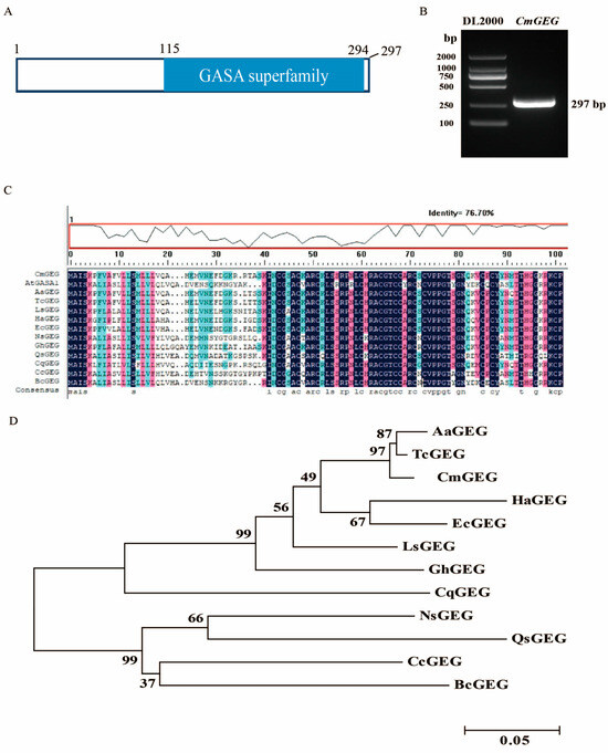 IJMS | Free Full-Text | A GASA Protein Family Gene, CmGEG 