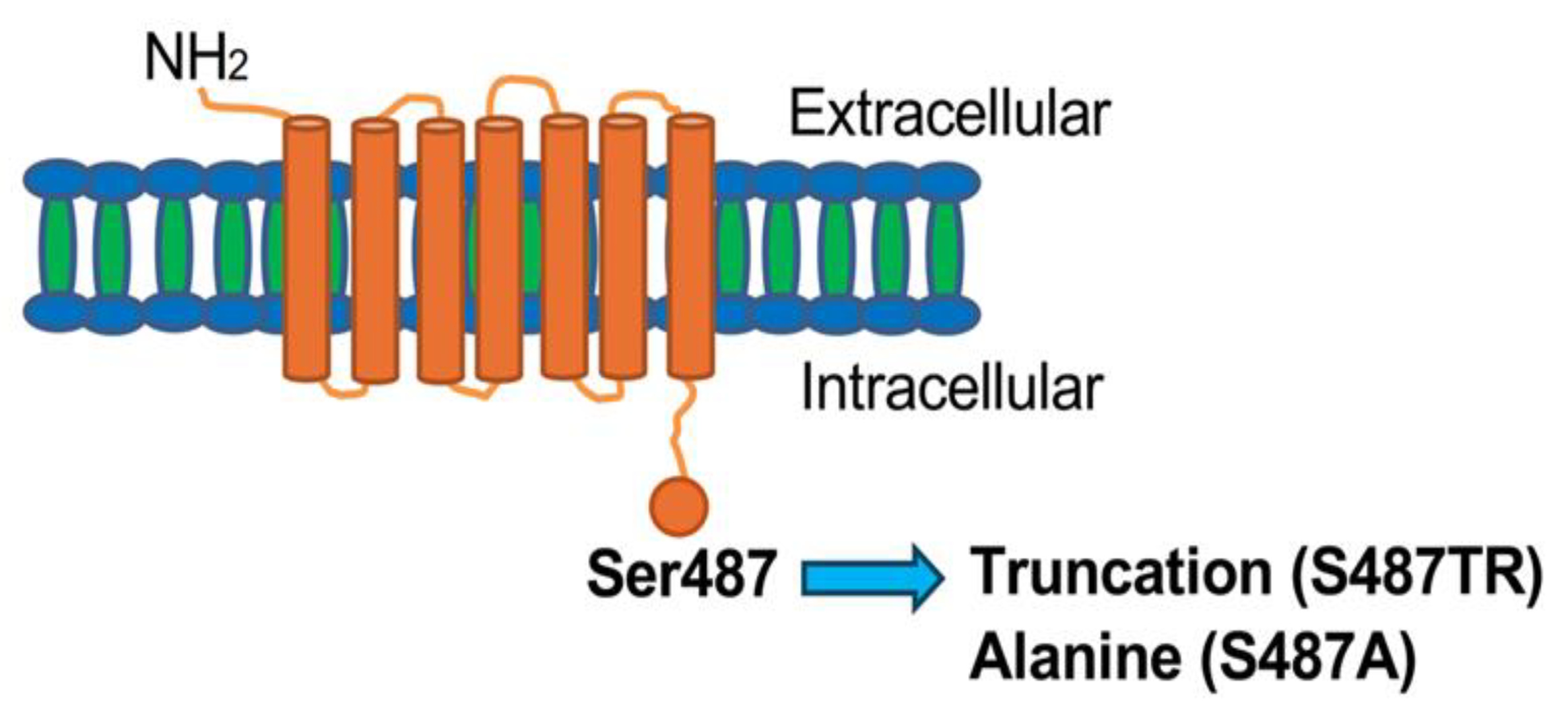 Ijms 25 03395 g001 Ijms 25 03395 g001