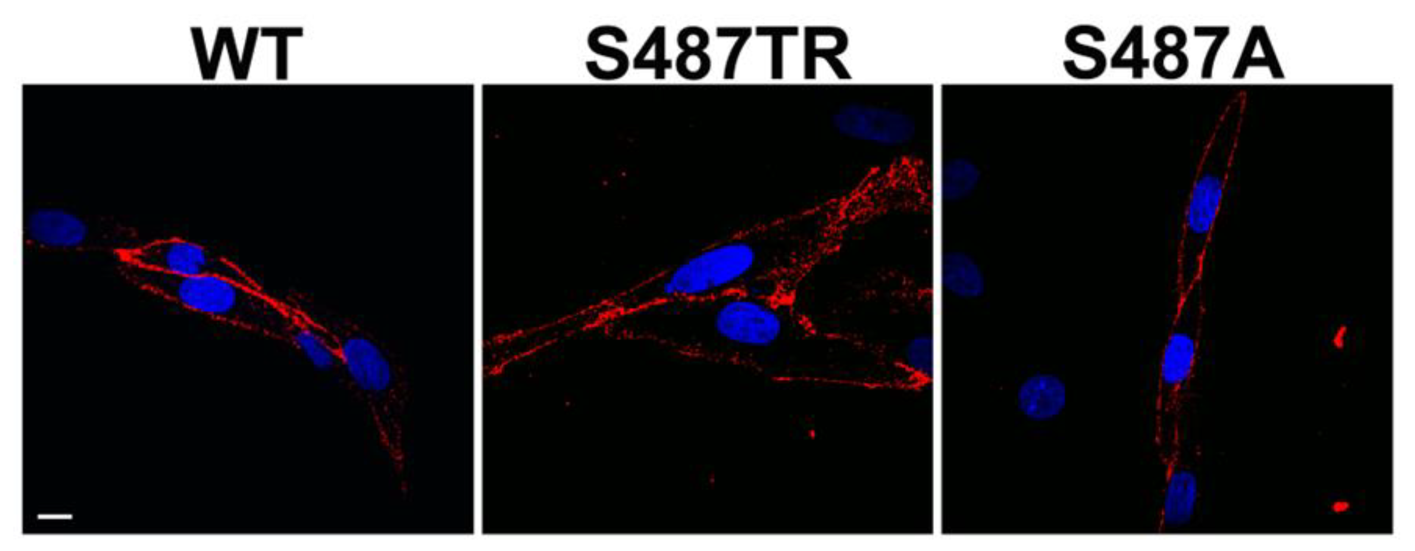 Ijms 25 03395 g002 Ijms 25 03395 g002