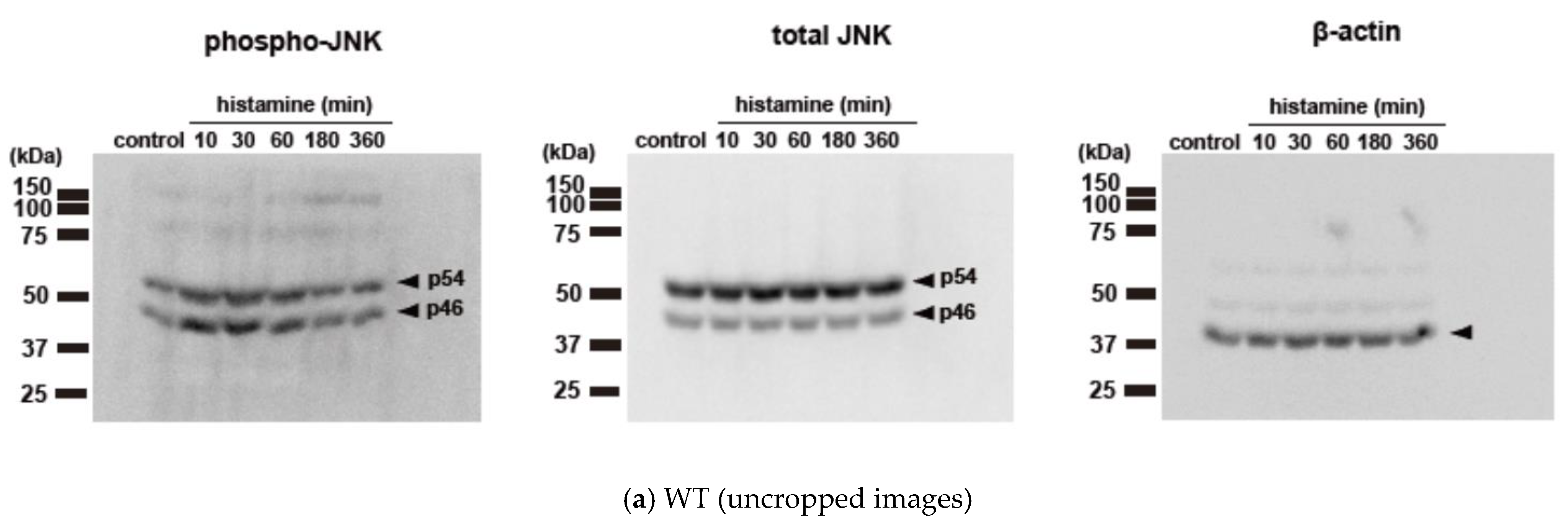 Ijms 25 03395 g003a Ijms 25 03395 g003a