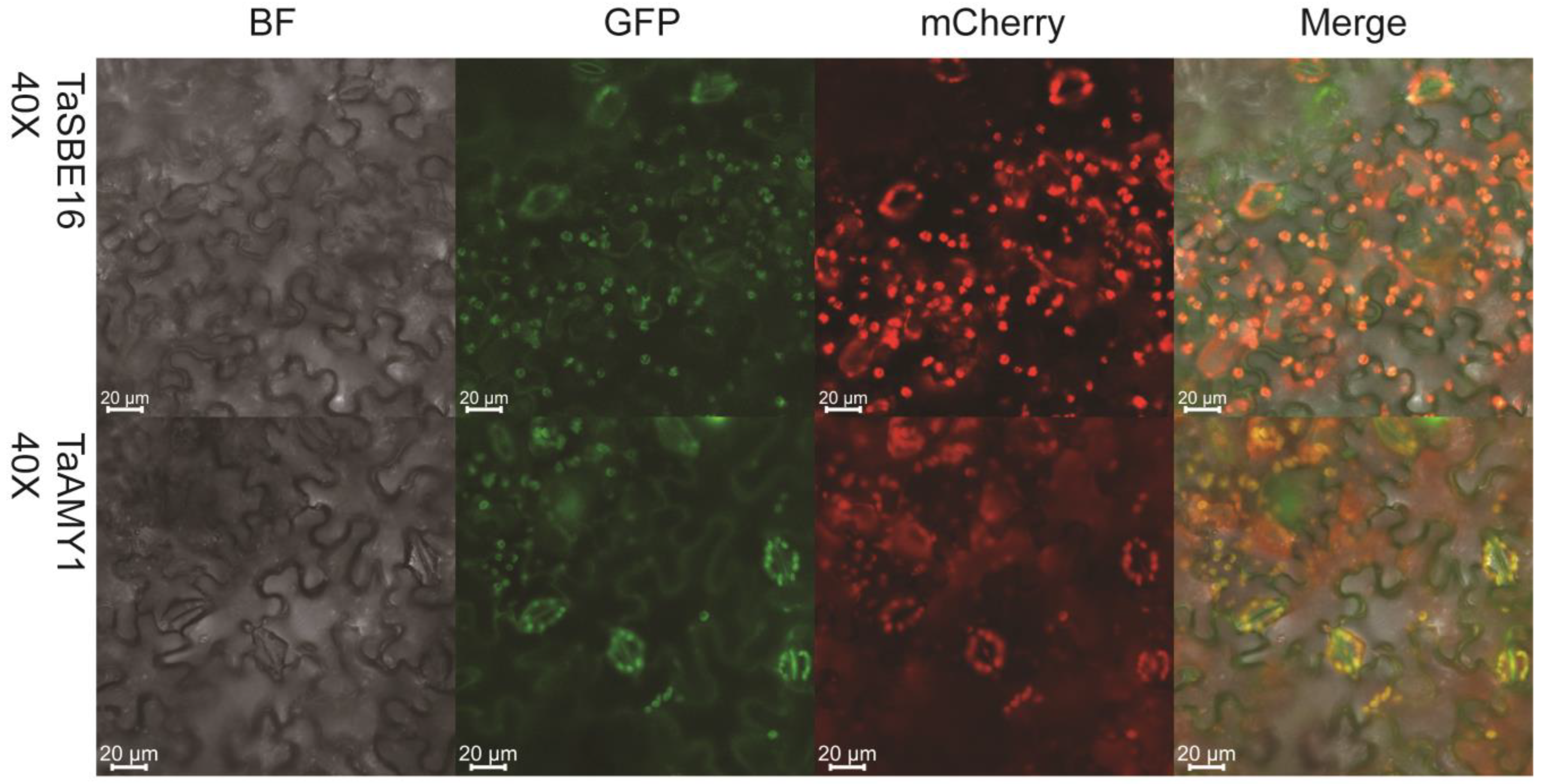 Ijms 25 03399 g005 Ijms 25 03399 g005