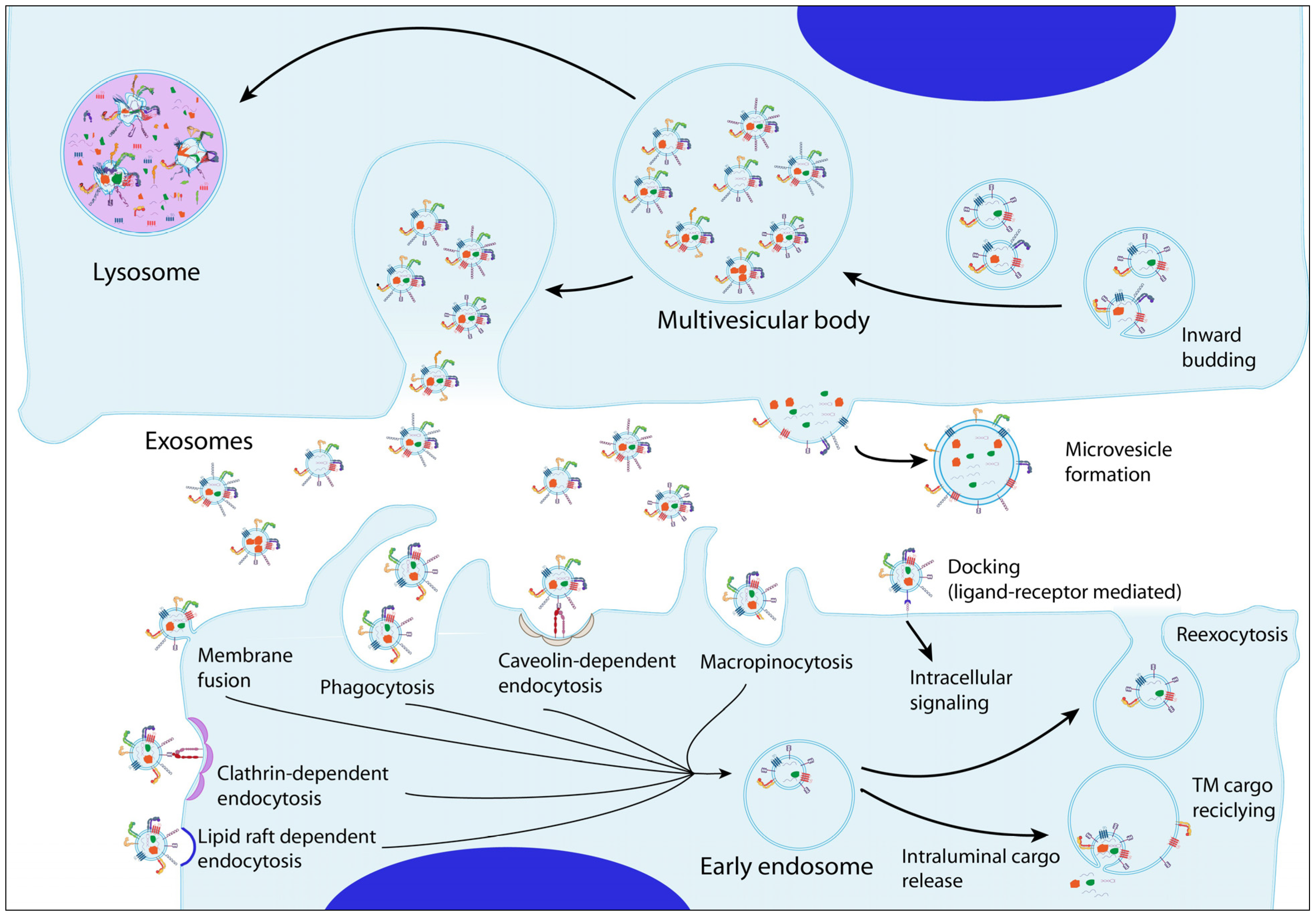 Ijms 25 03449 g001 Ijms 25 03449 g001