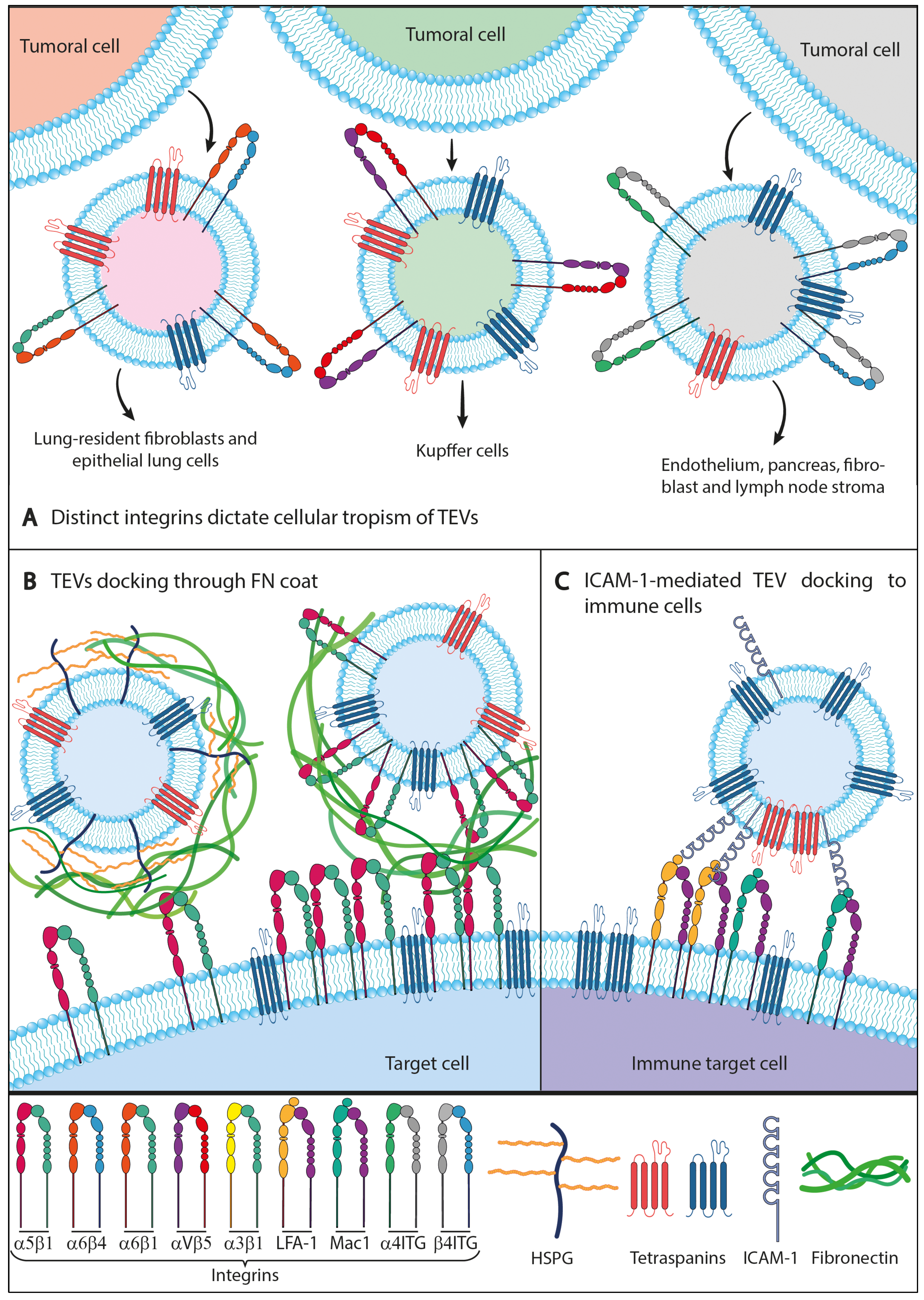 Ijms 25 03449 g002 Ijms 25 03449 g002