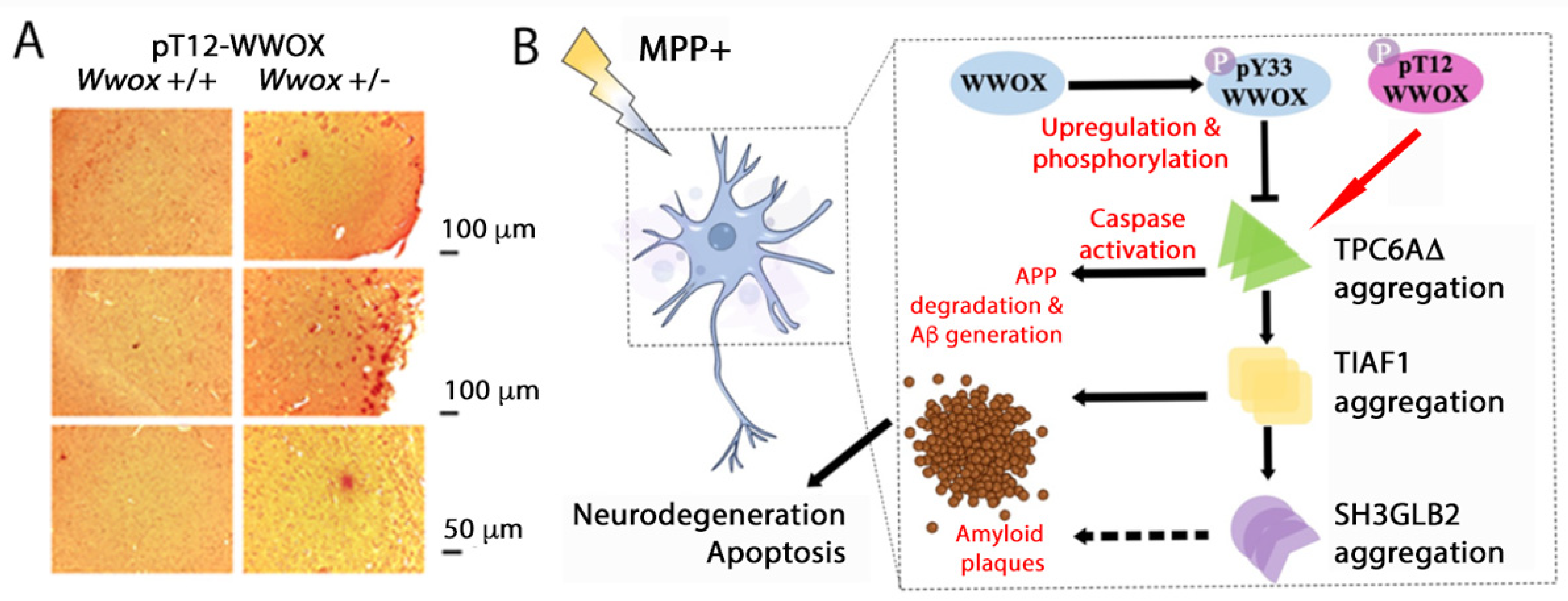 Ijms 25 03507 g006 Ijms 25 03507 g006