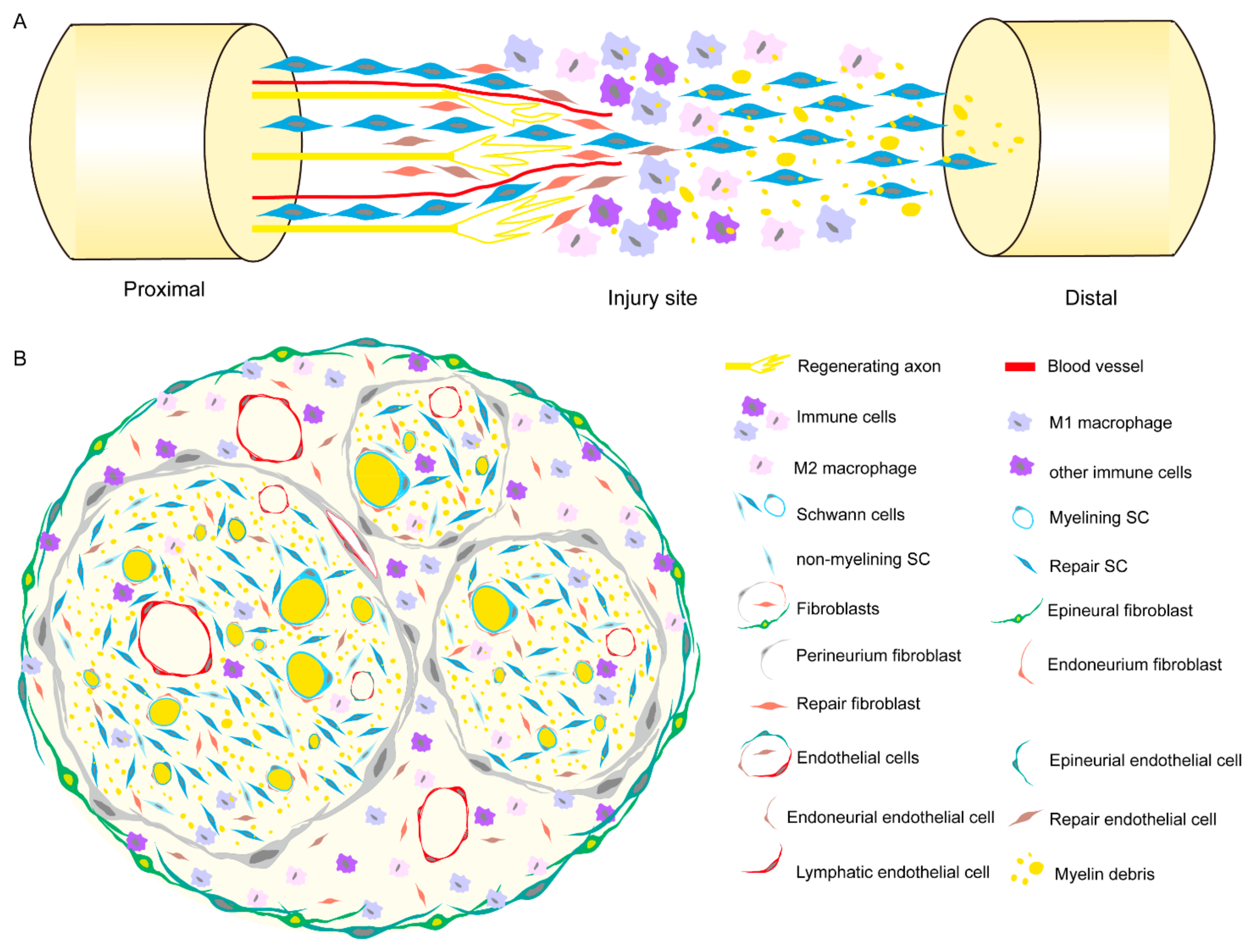 Ijms 25 03511 g001 Ijms 25 03511 g001