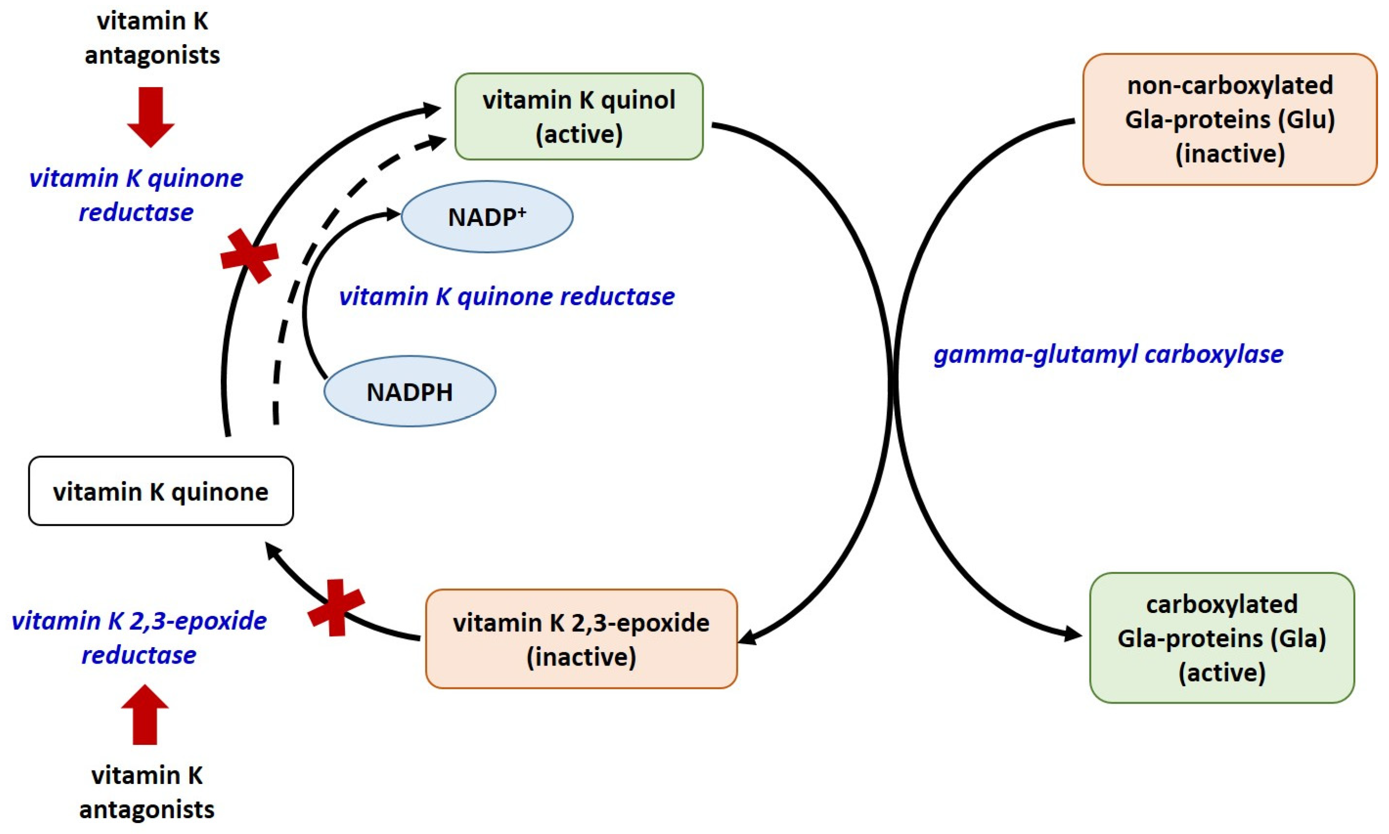 Ijms 25 03517 g001 Ijms 25 03517 g001