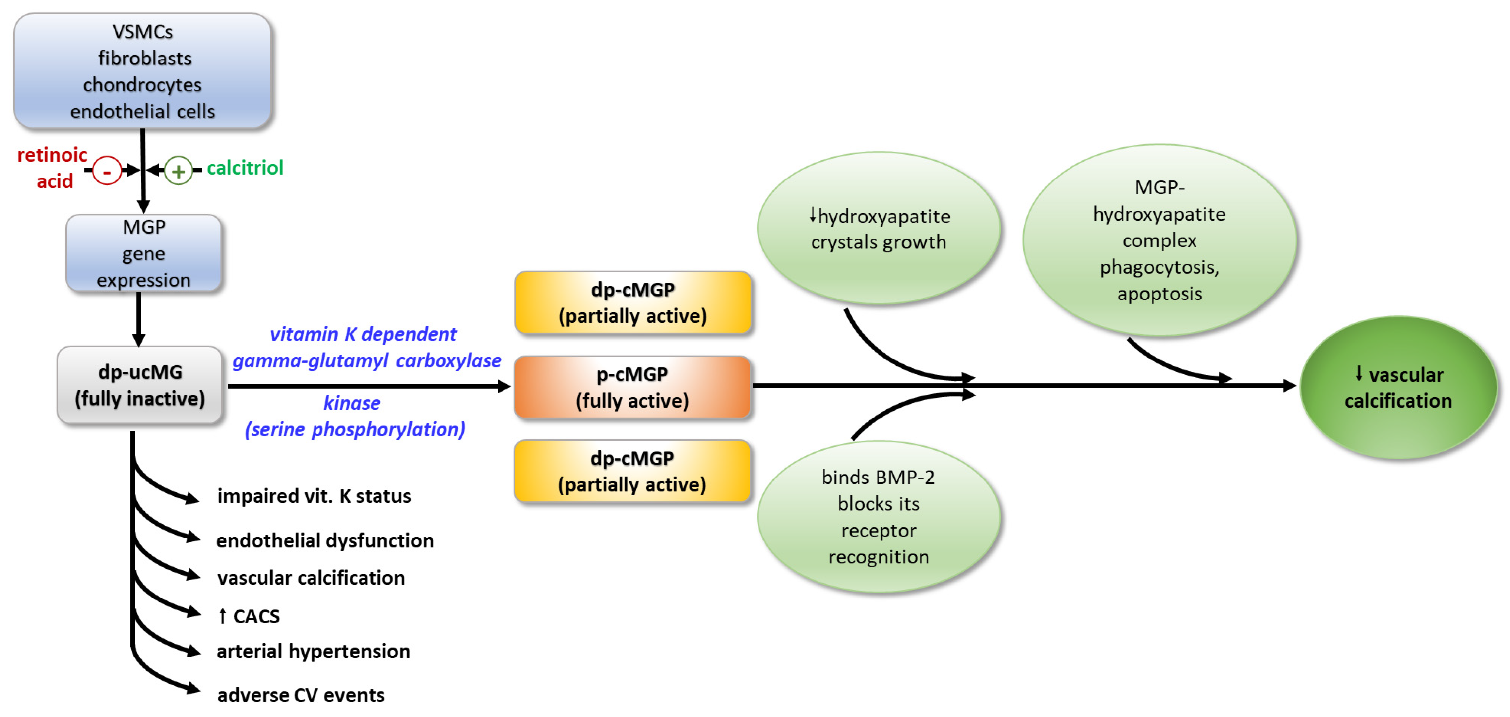 Ijms 25 03517 g002 Ijms 25 03517 g002