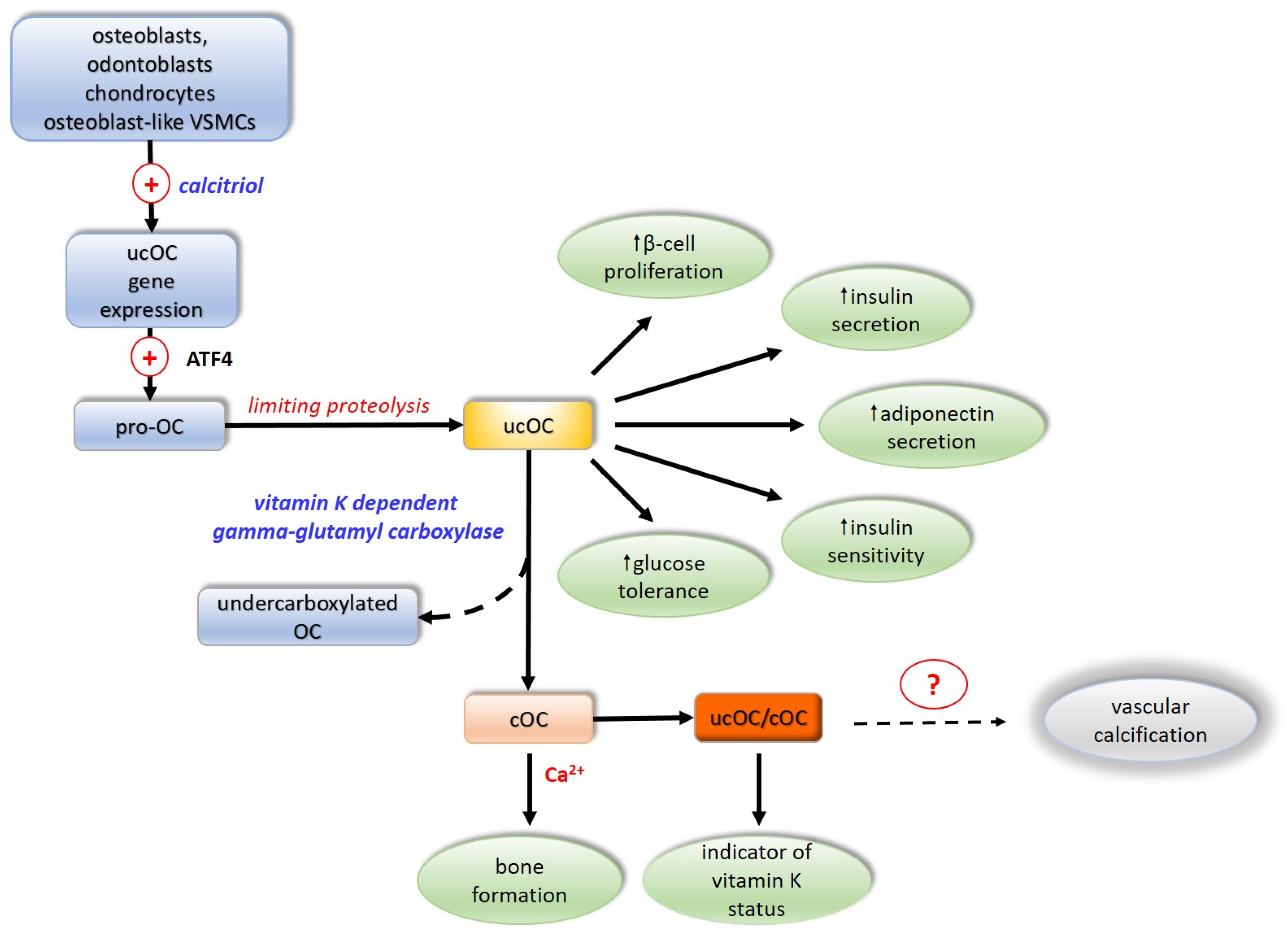 Ijms 25 03517 g003 Ijms 25 03517 g003