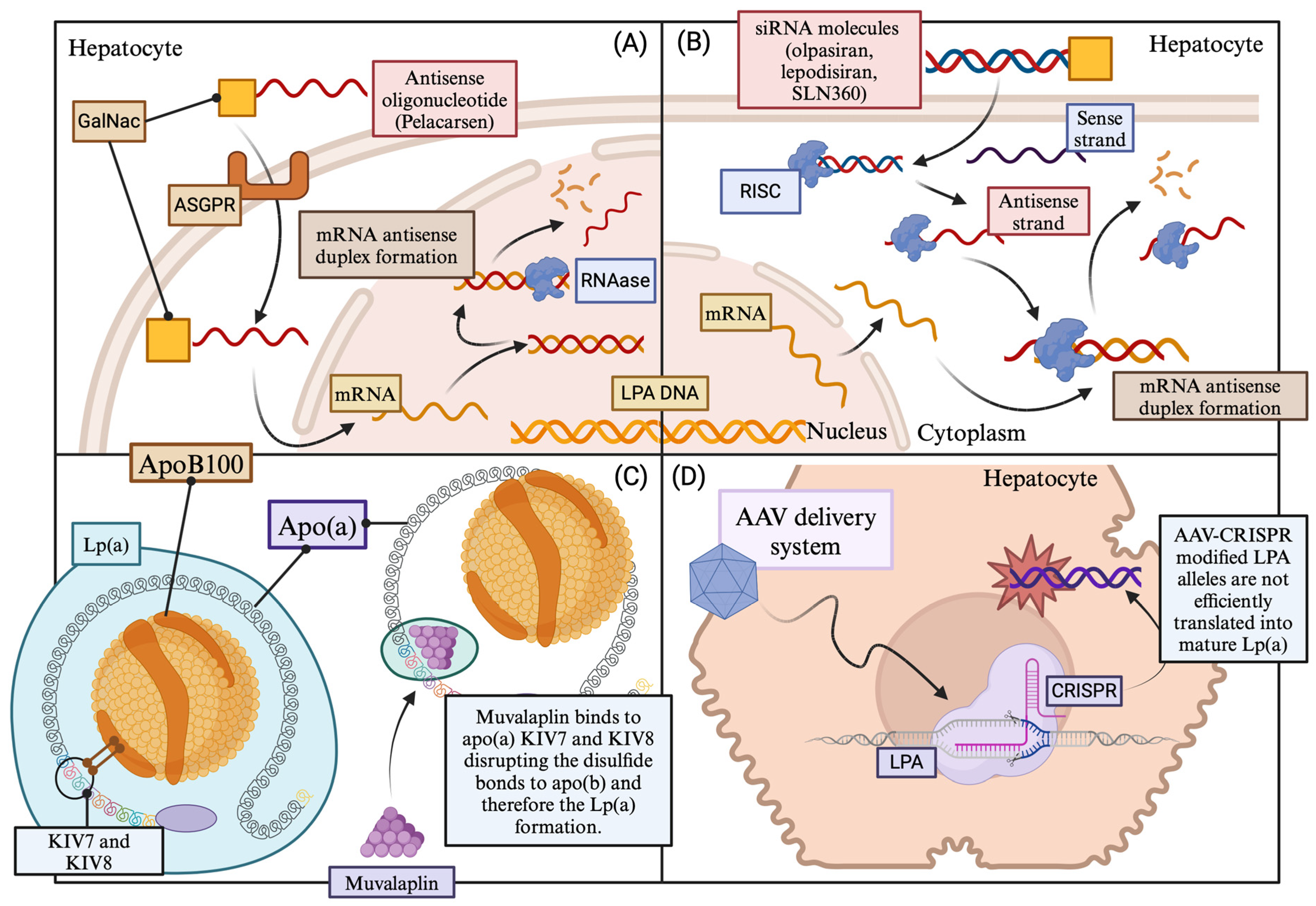 Ijms 25 03537 g004 Ijms 25 03537 g004