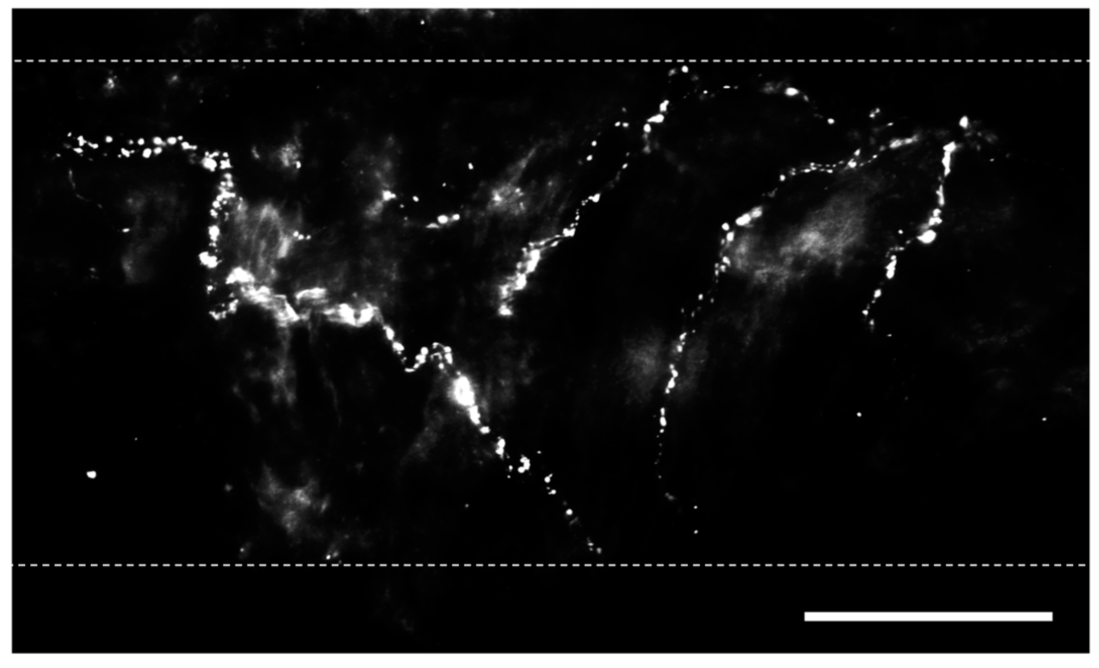 Ijms 25 03538 g001 Ijms 25 03538 g001