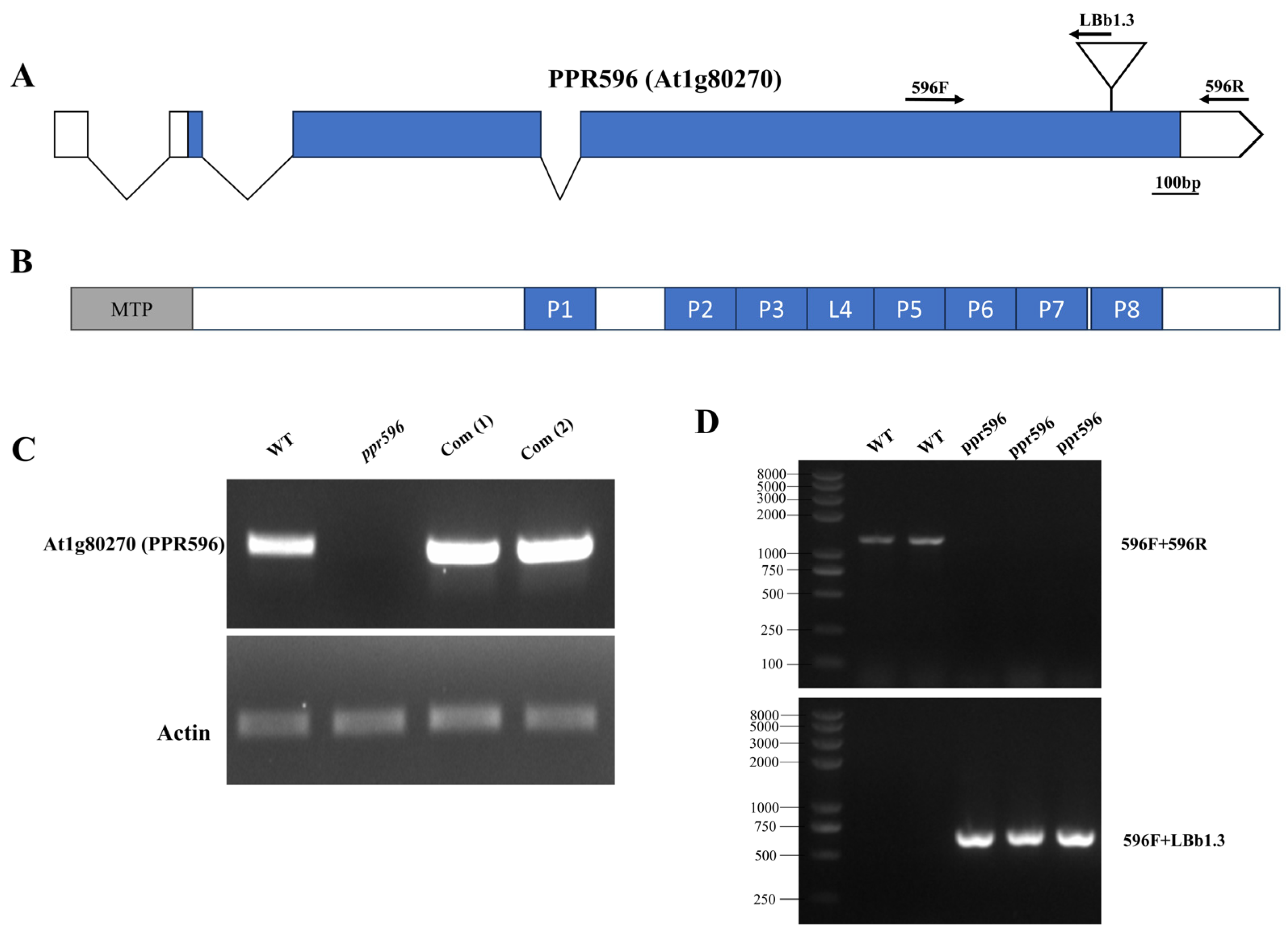 Ijms 25 03542 g001 Ijms 25 03542 g001