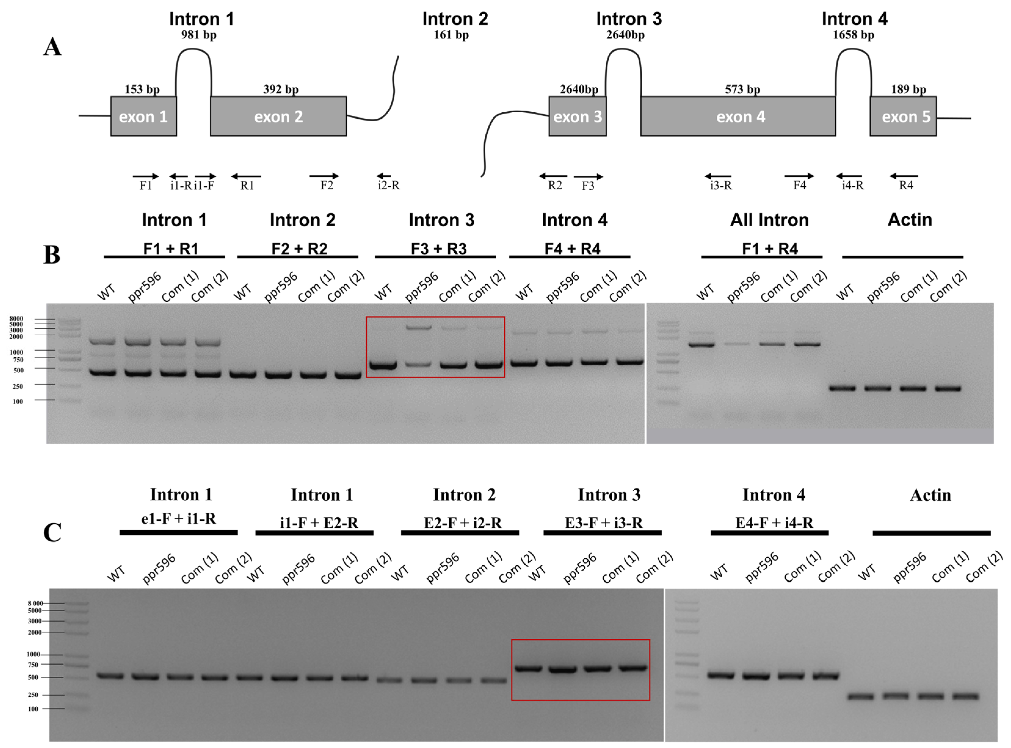 Ijms 25 03542 g004 Ijms 25 03542 g004