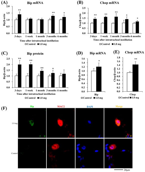 Ijms Free Full Text The Effects Of Endoplasmic Reticulum Stress Via Intratracheal