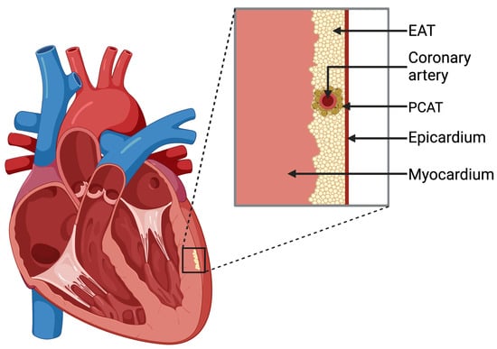 IJMS | Free Full-Text | The Role of Epicardial Adipose Tissue in