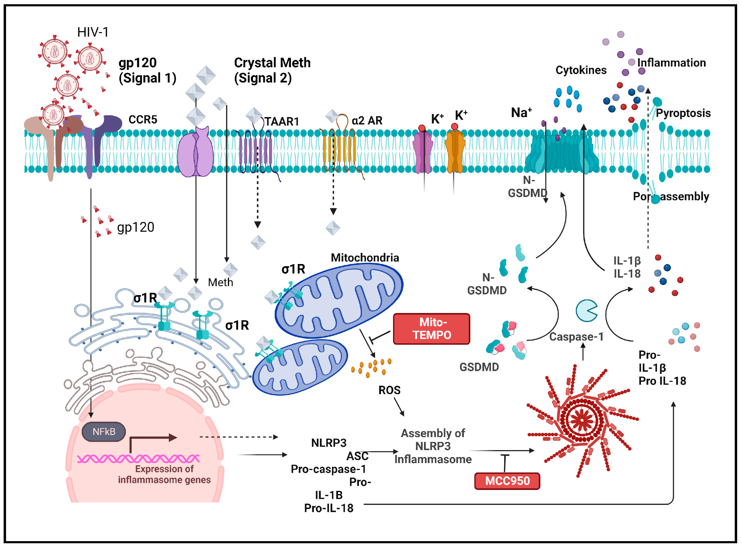 Ijms 25 03588 g009 Ijms 25 03588 g009